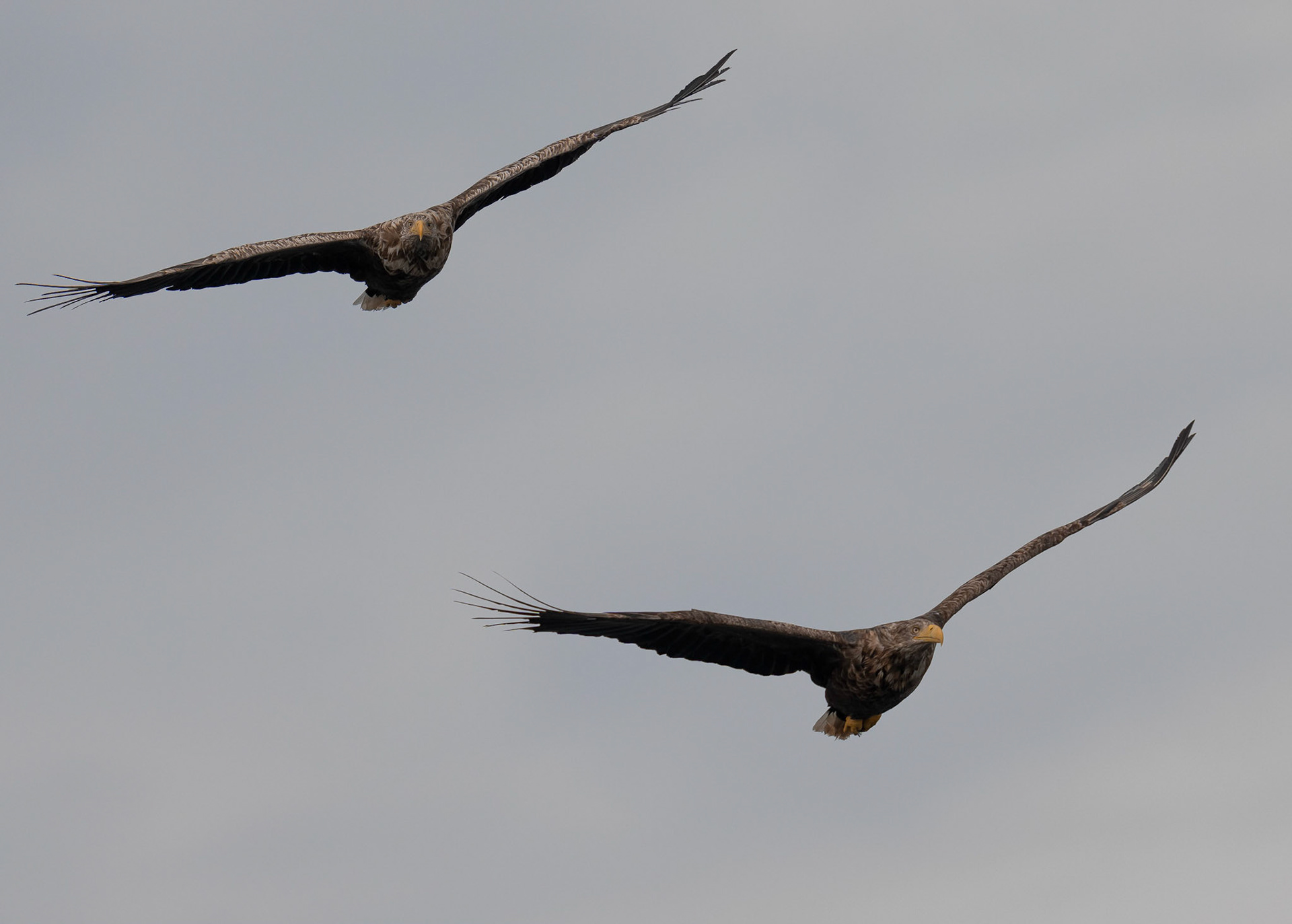 White-tailed Eagles, Loch Na Keal, Mull, Scotland. 05/08/21.