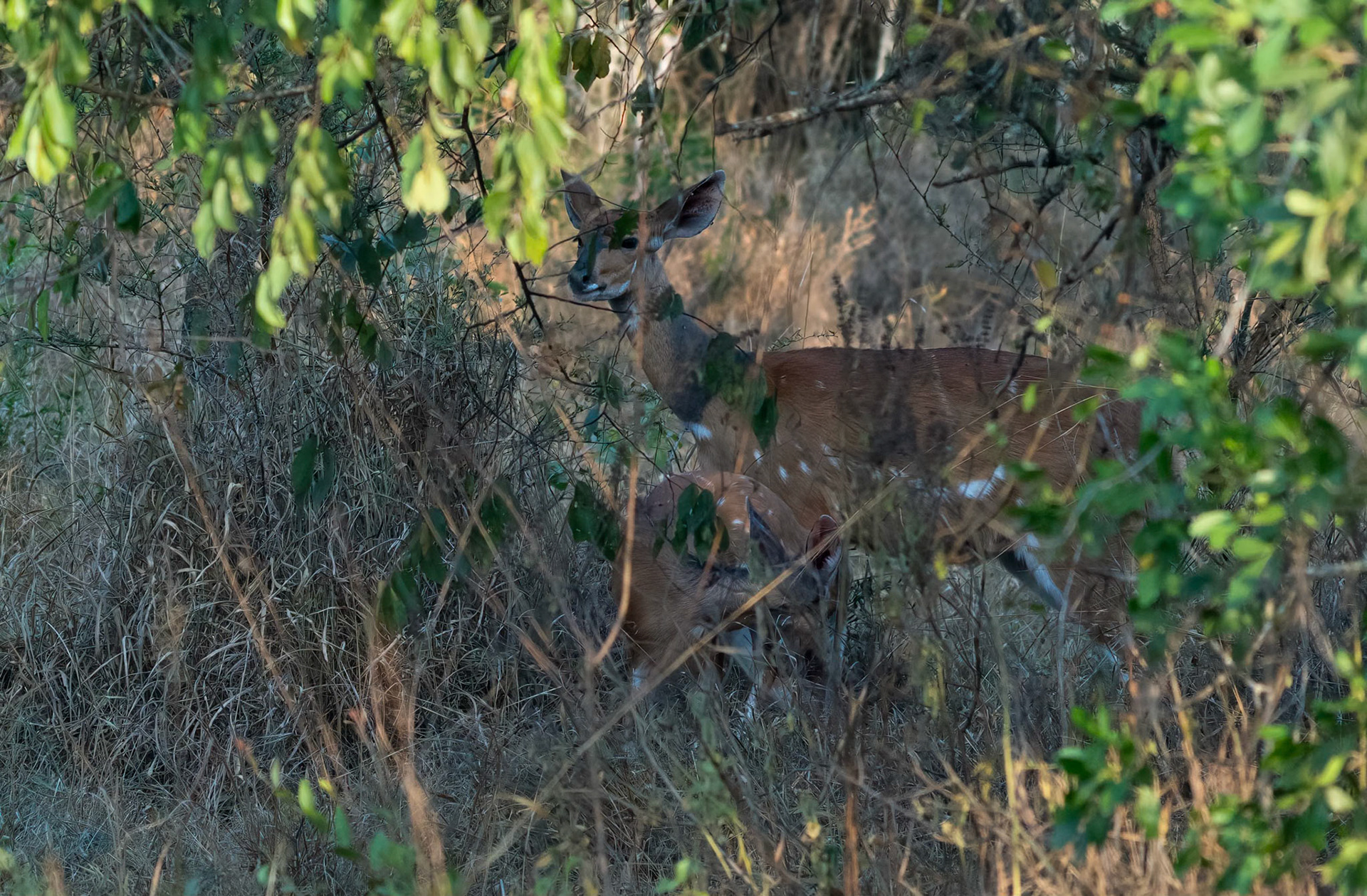 Female Bushbuck + lamb, Lake Mburo, Uganda, 06-08-23.