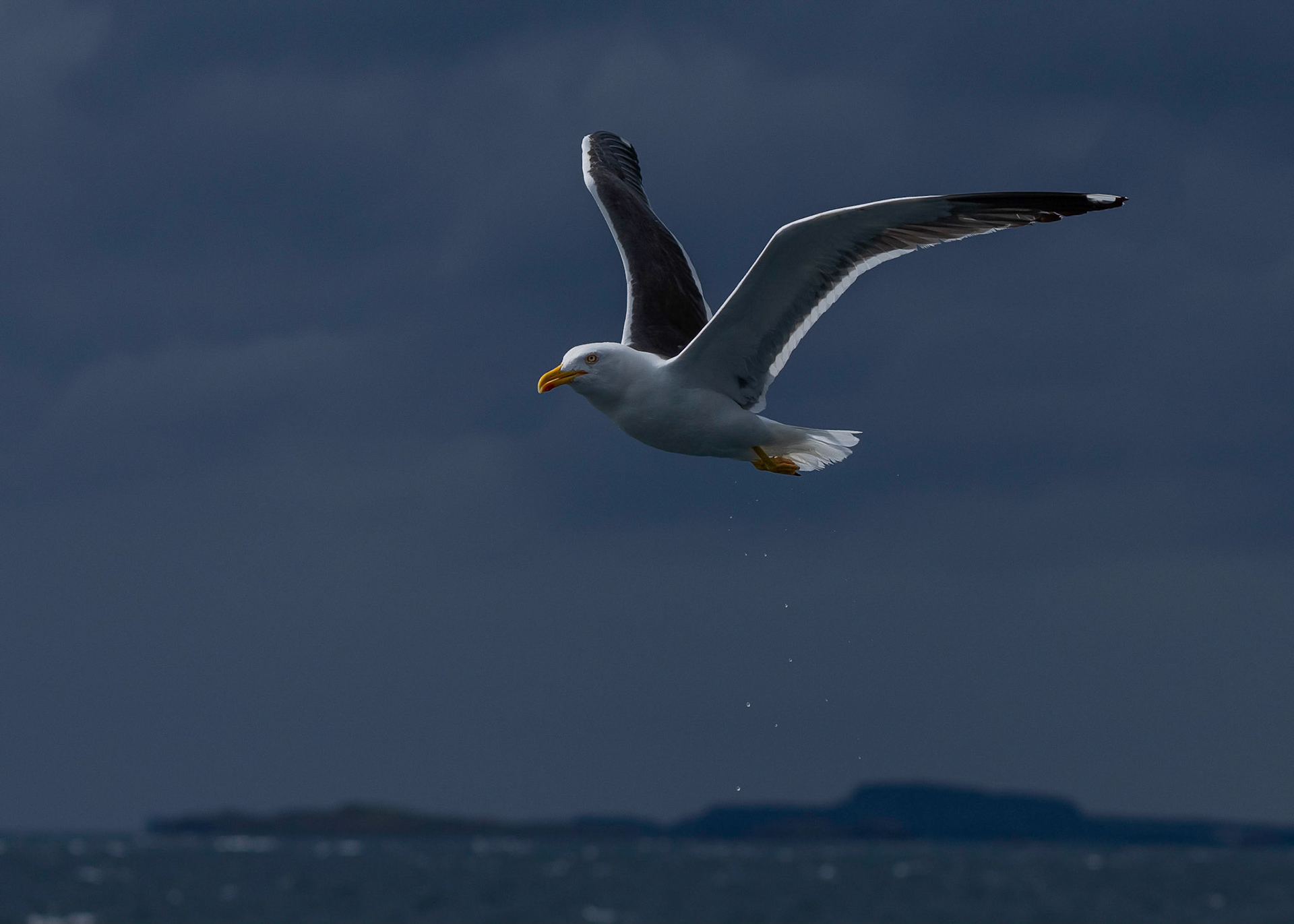Lesser Black-back Gull, Loch Na Keal, Mull, Scotland. 05/08/21.