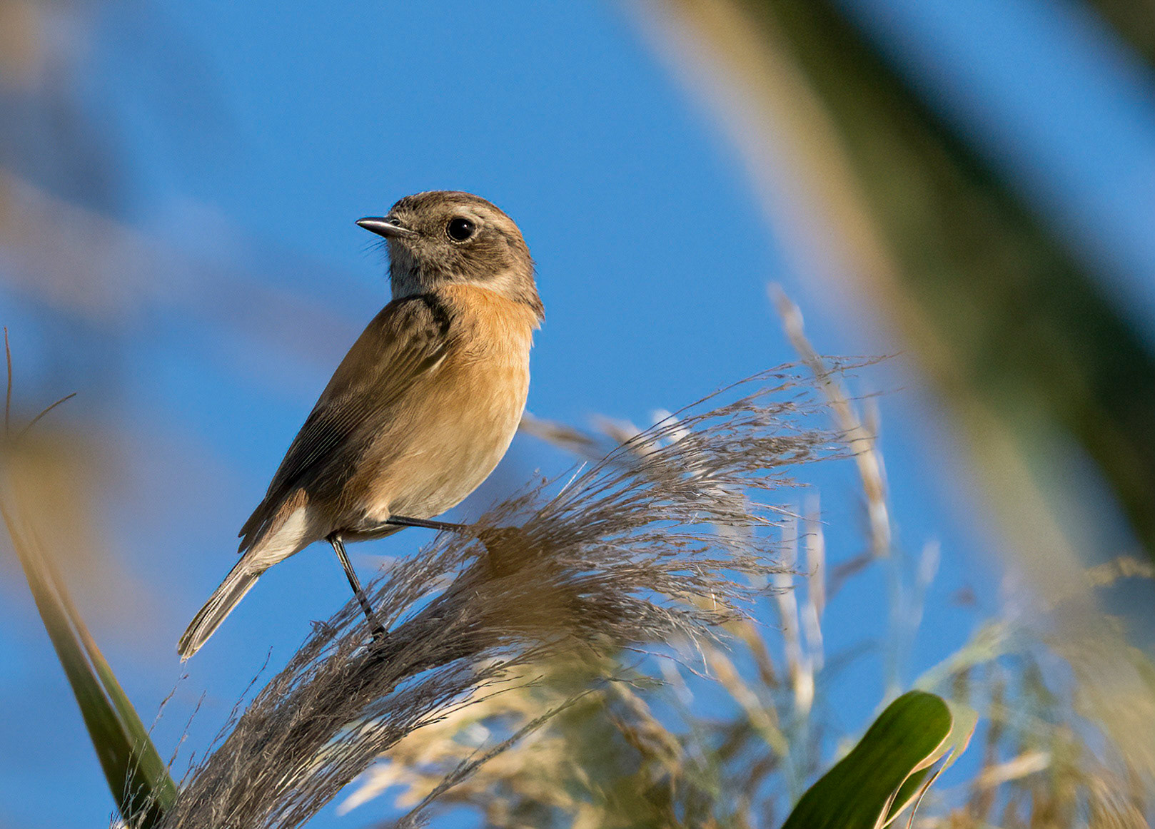 Female Black Redstart, Pego Marshes, Valencia, Spain. 24/10/21.