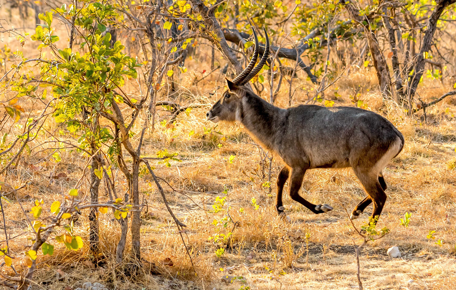 Waterbuck m, Mukambi Zambia 02/09/17