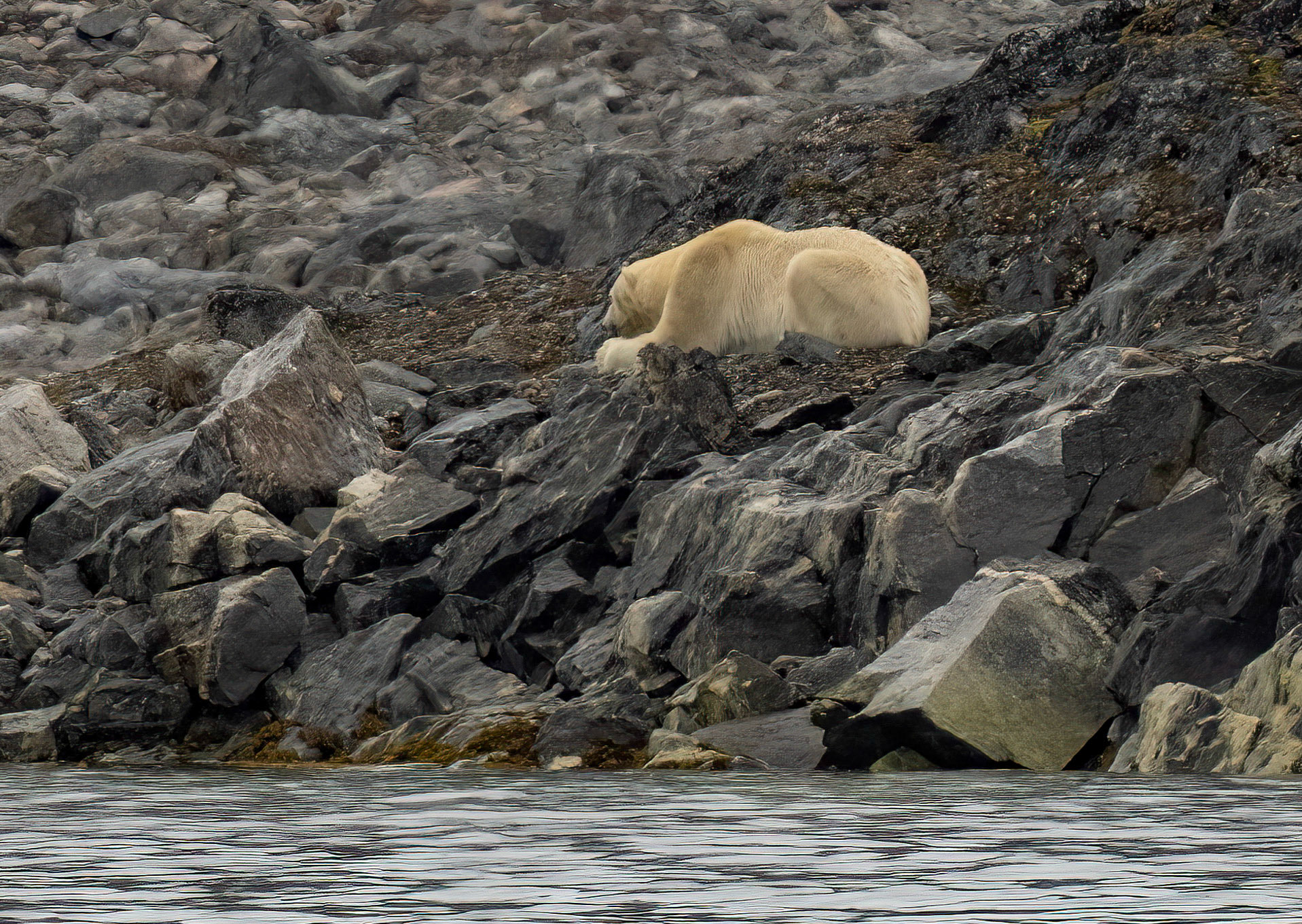 Male Polar Bear wiating for  a Harbour Seal past Virgohamna, Svalbard. 03-08-2022.