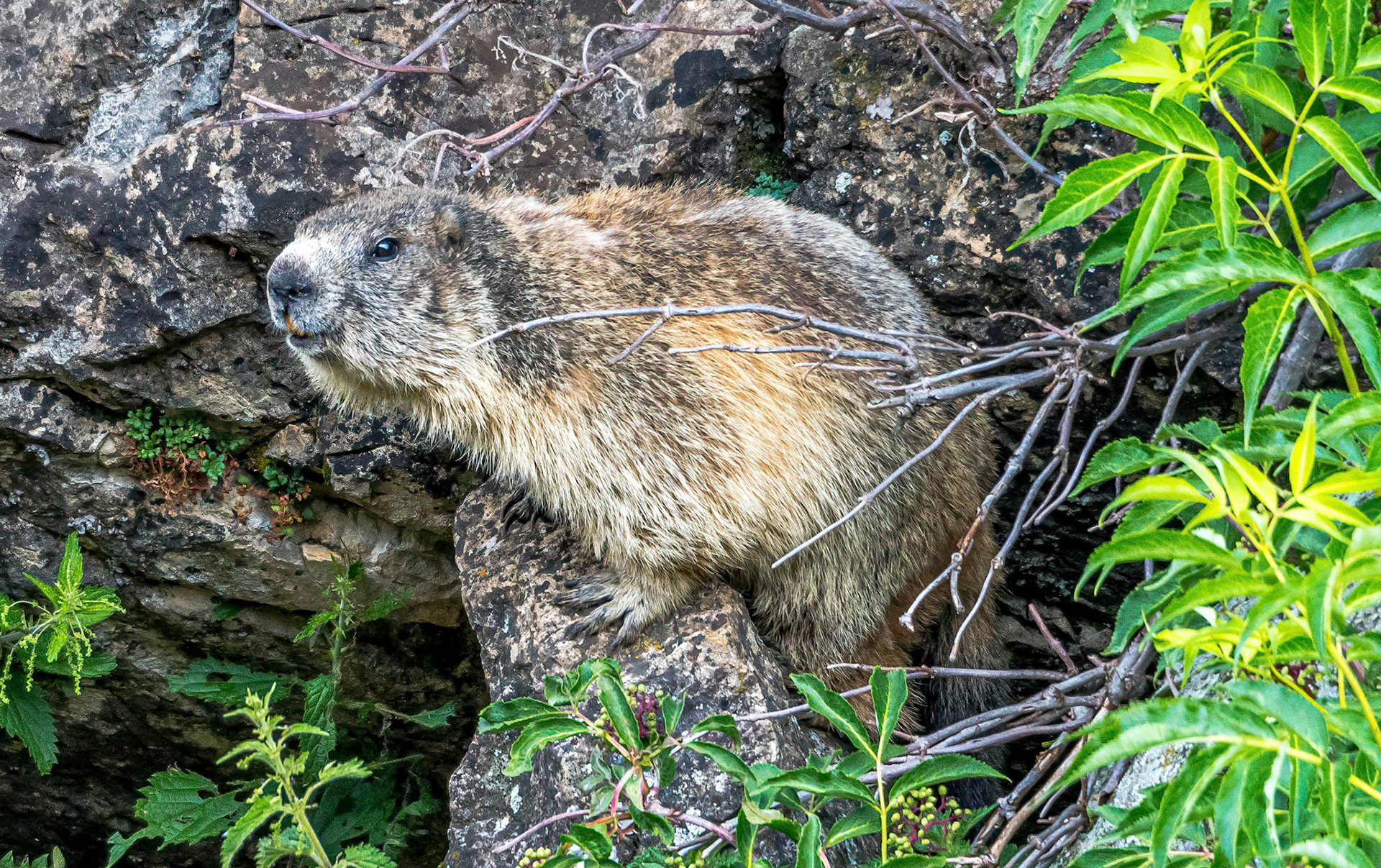 Marmot, Benasque, Pyrenees, Spain 27/06/17