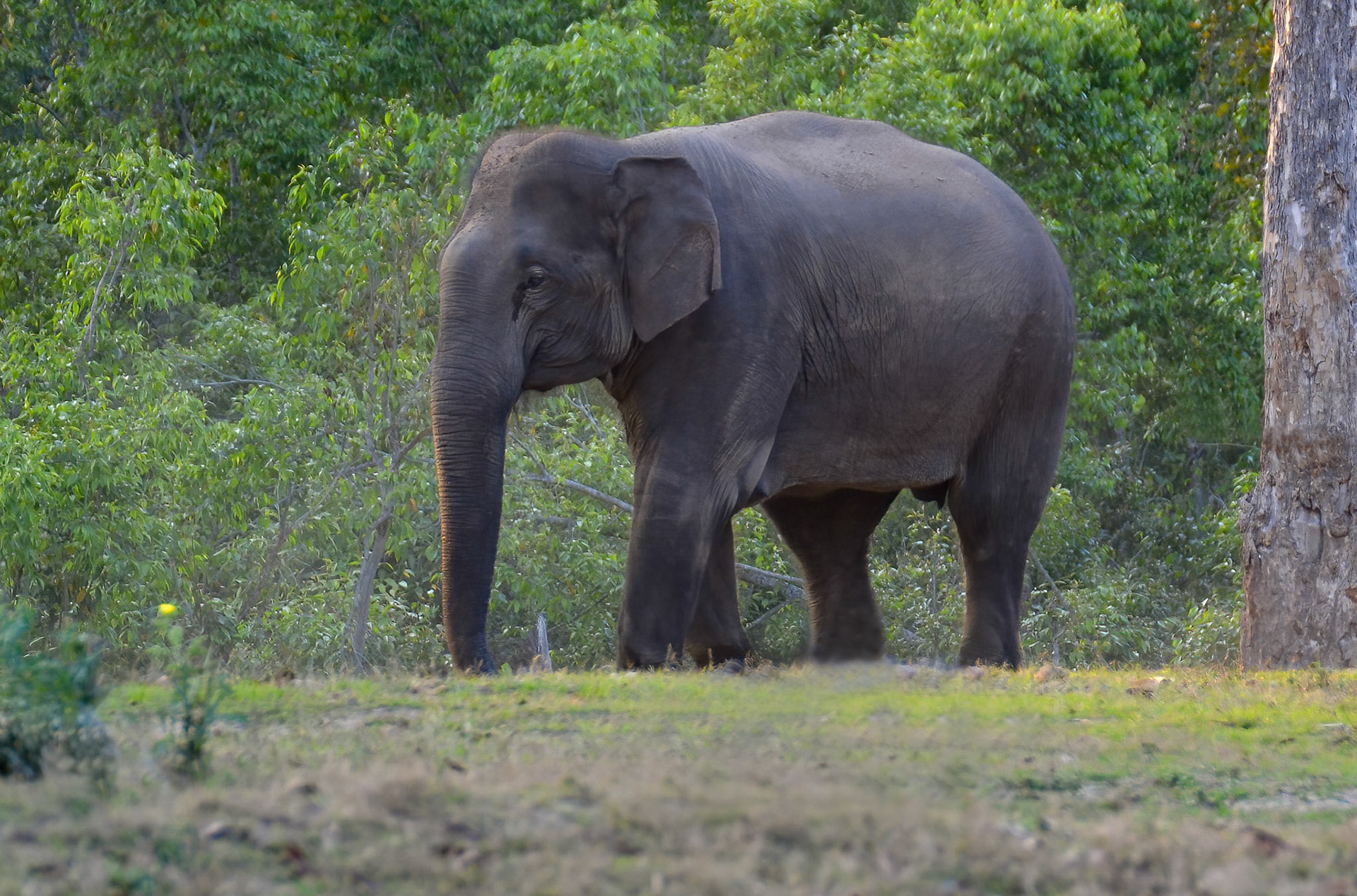 Indian Elephant, Bandhavgarh, Madhya Pradesh India 18/03/14.