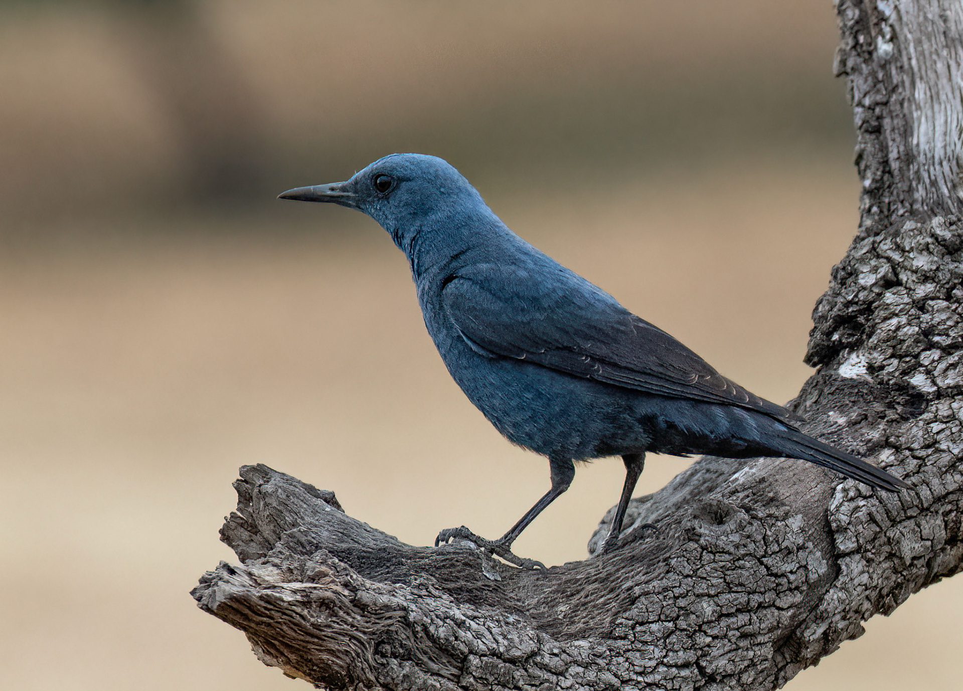 Blue Rock Thrush, Adamuz, Andalucia, Spain. 30/05/22.