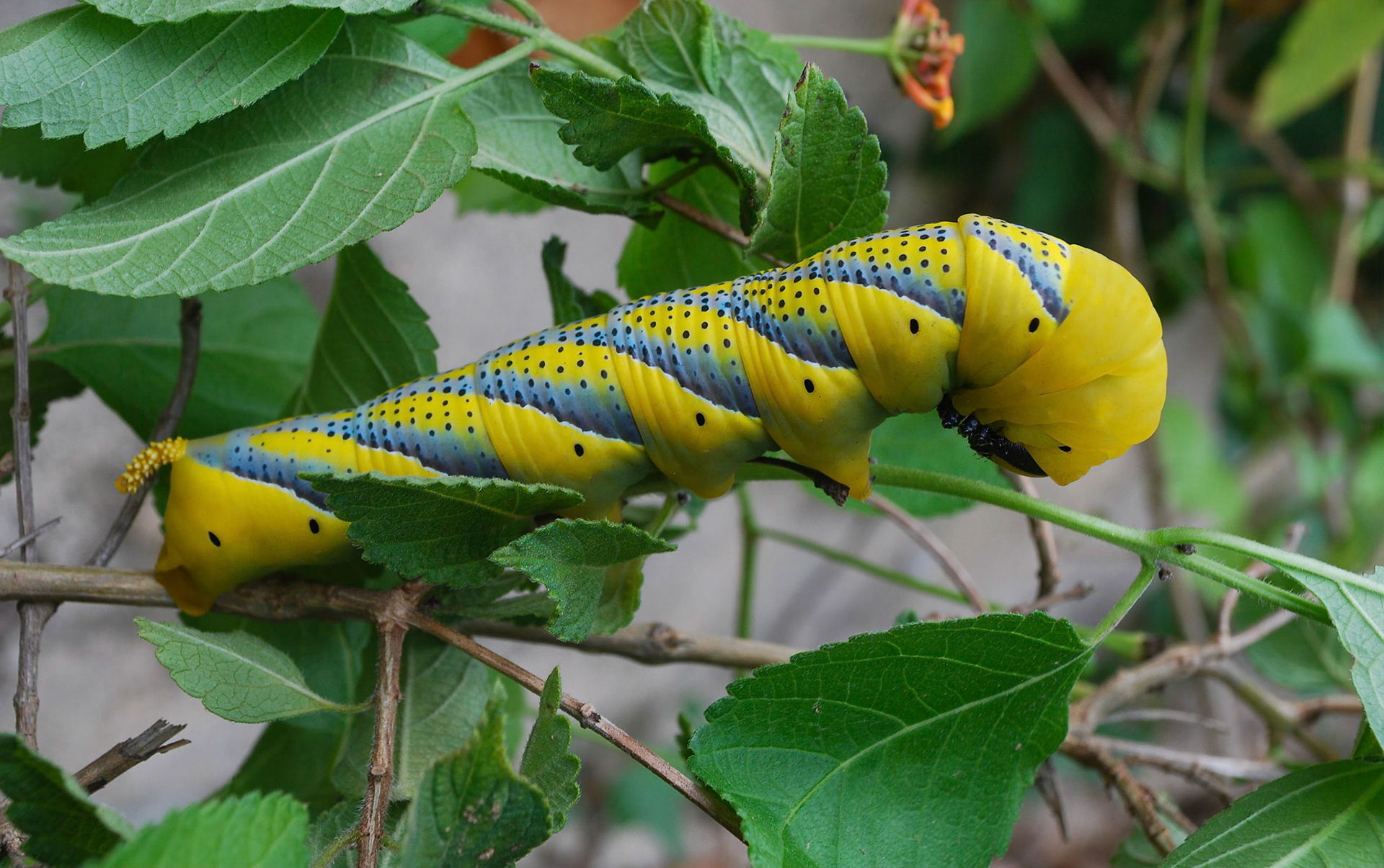 Death's Head Hawkmoth caterpillar, La Biar Teulada Spain 23/06/14
