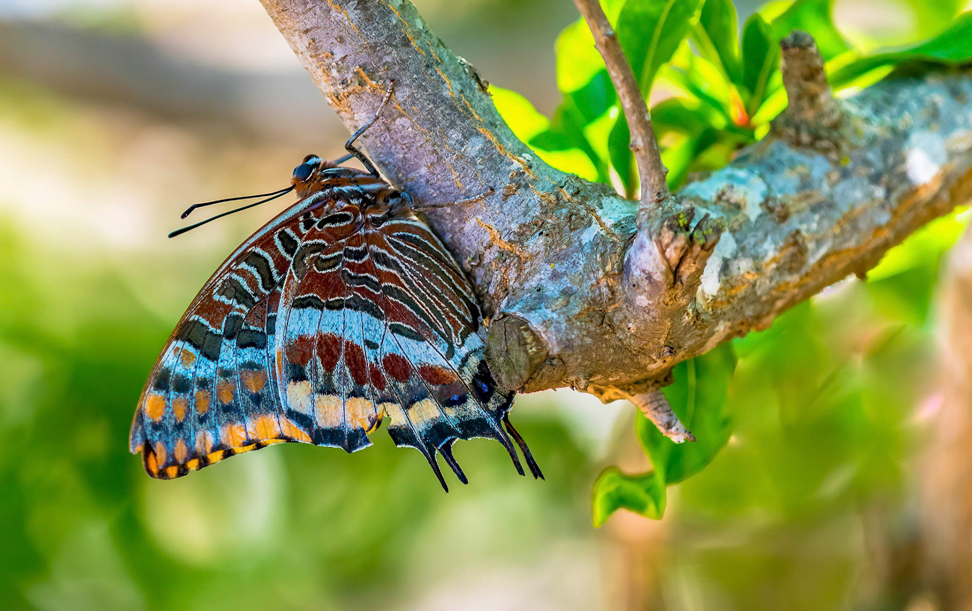 Two-tailed Pasha, La Biar, Spain 11/06/17