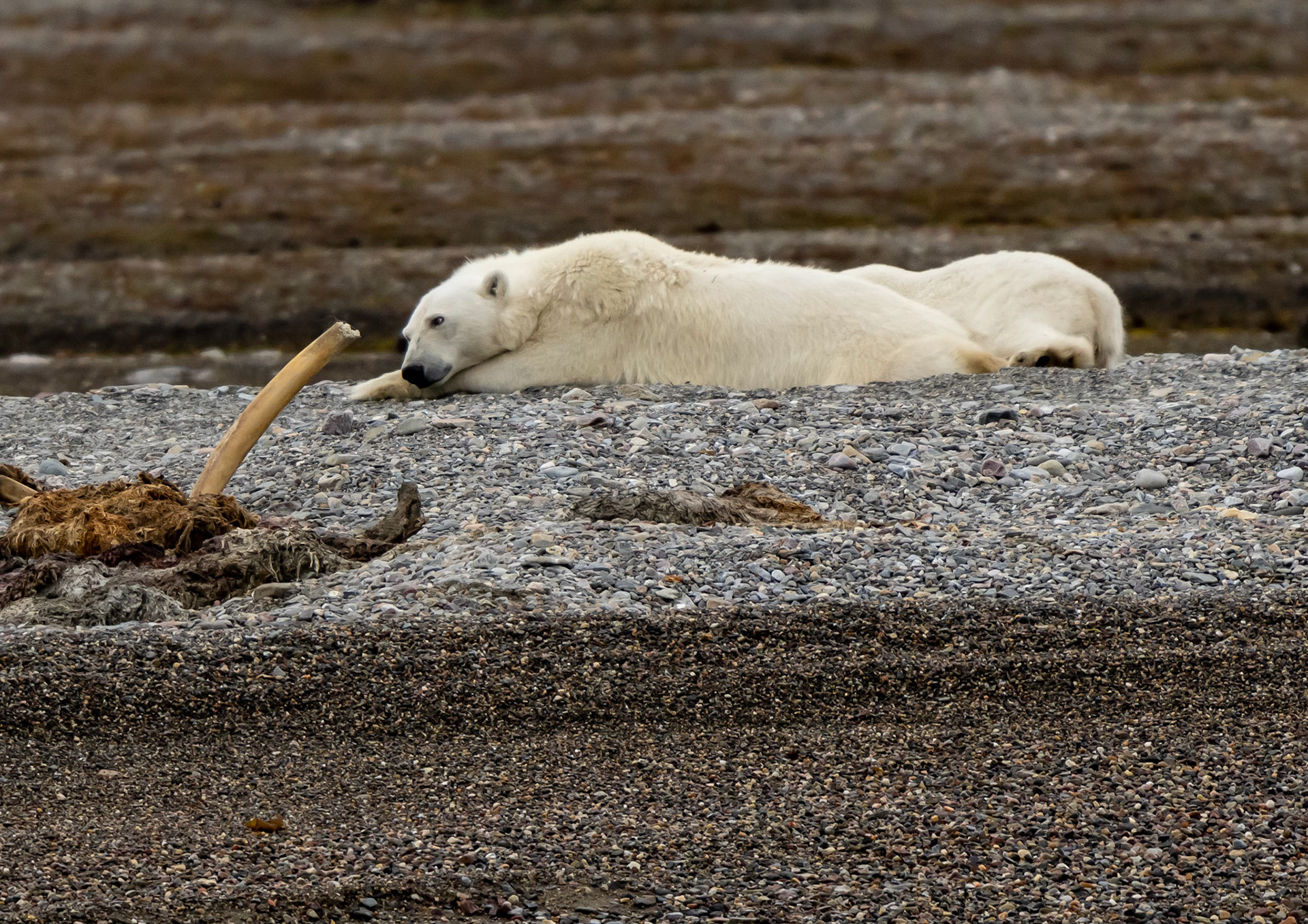 Female Polar Bear with cub, Lomfjorden shore, Svalbard. 04-08-2022.