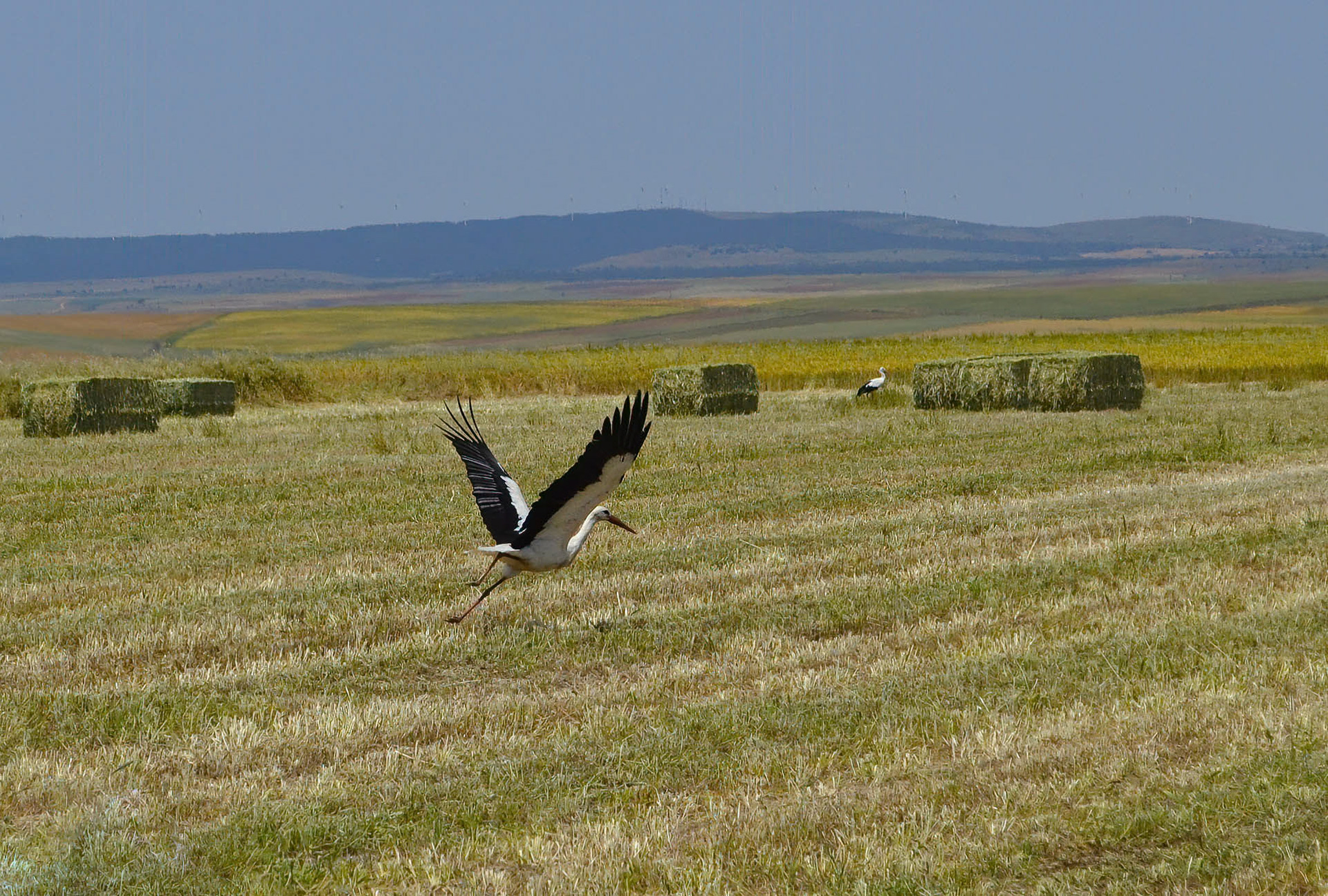 White Storks nr Sepulveda Spain, 27/06/13