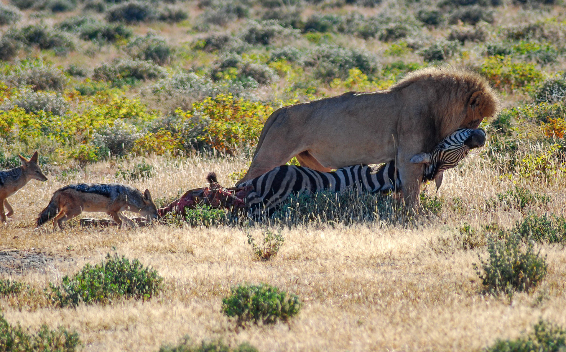 Lion m + Black-backed Jackals, Etosha Namibia 23/04/09