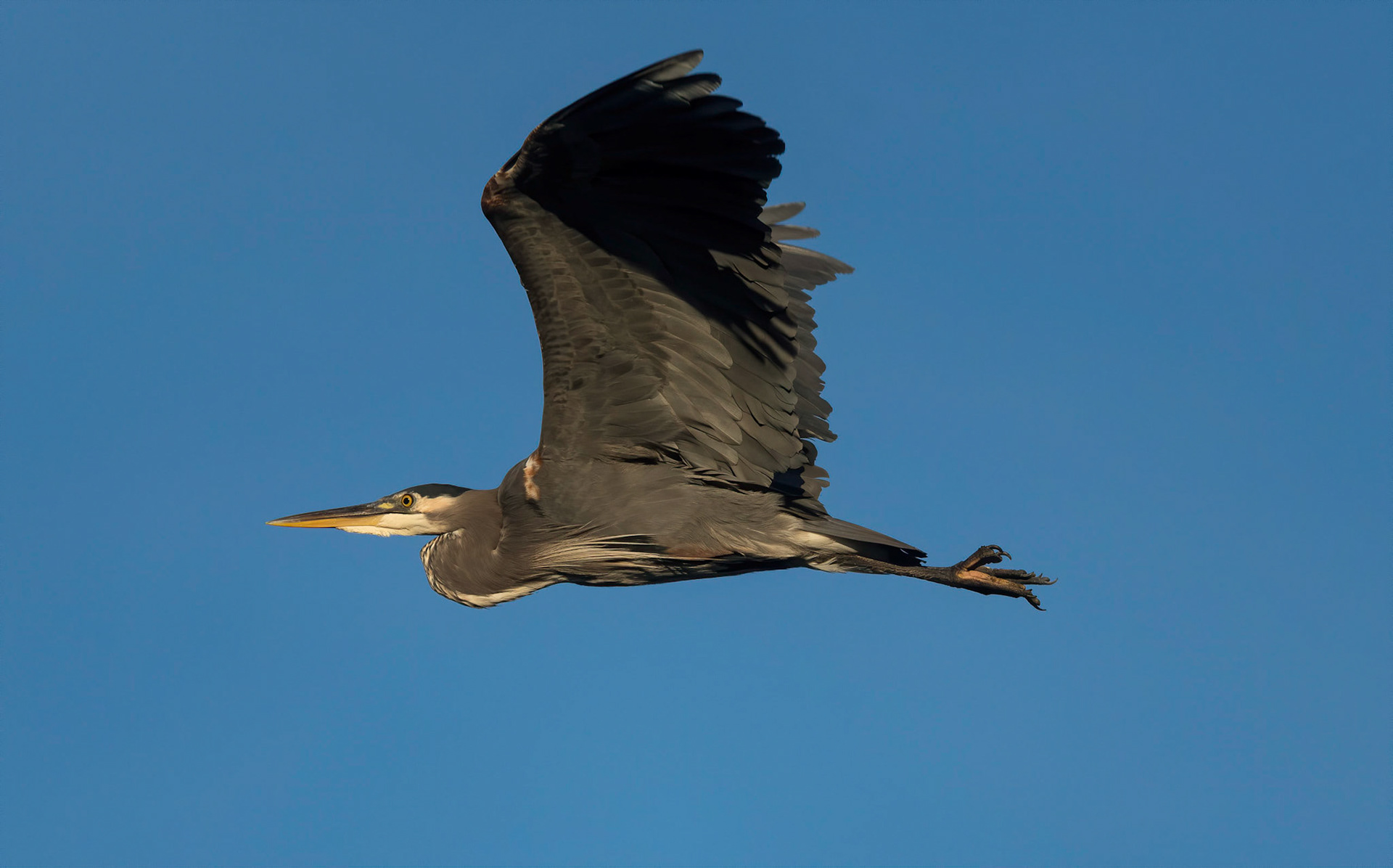 Great Blue Heron. Ucluelet. Vancouver Island 18/09/18
