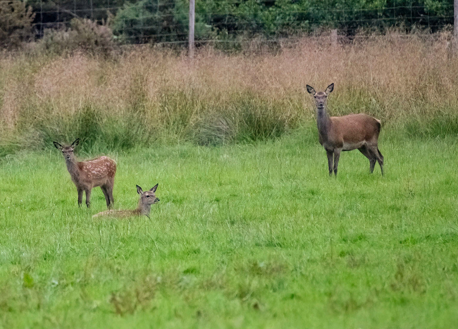 Red Deer at dusk, Mull, Scotland. 05/08/21.