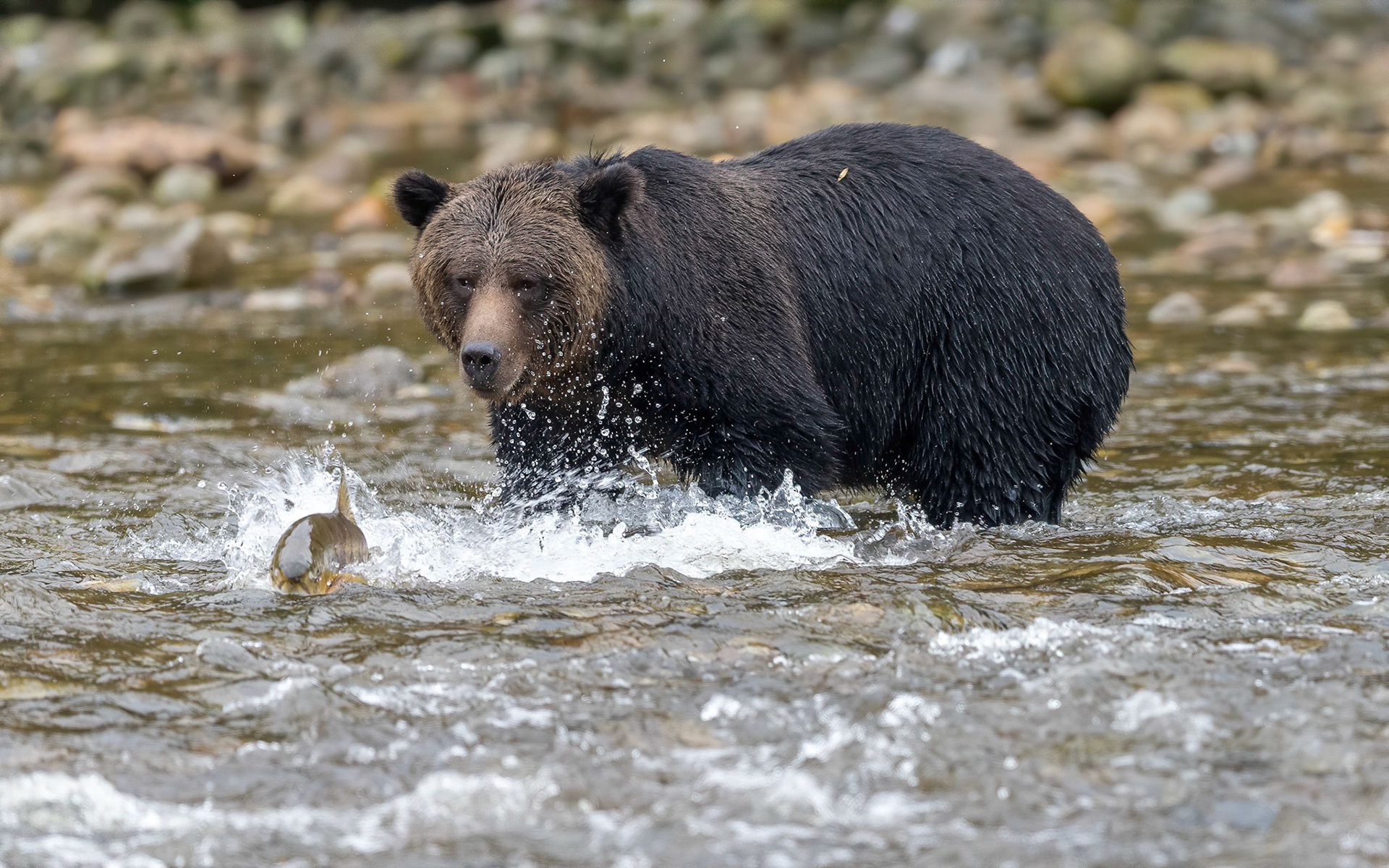Brown Bear after Chum. Nekite river British Columbia 23/09/18