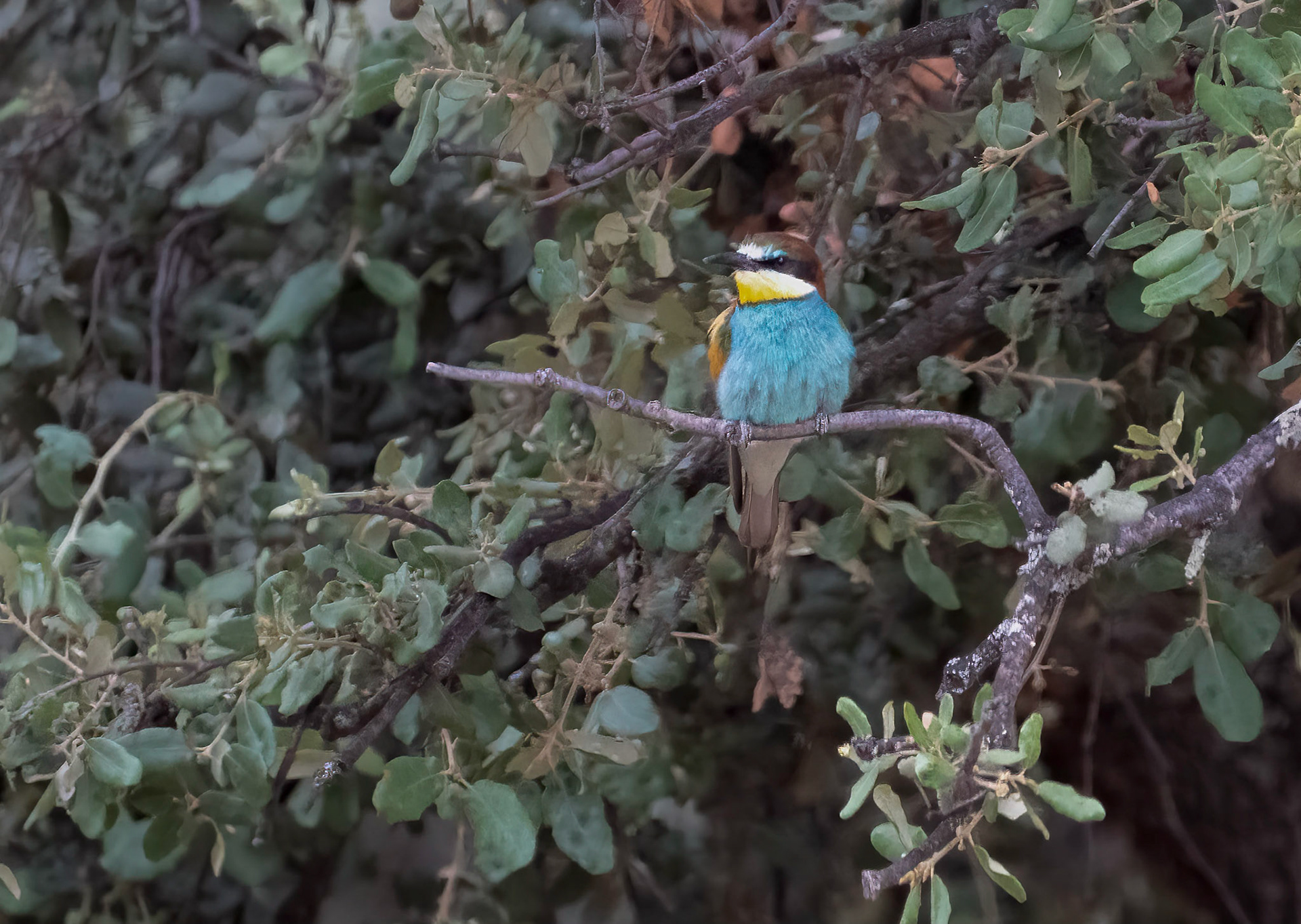 Bee Eater, Adamuz, Andalucia, Spain 30/05/22.