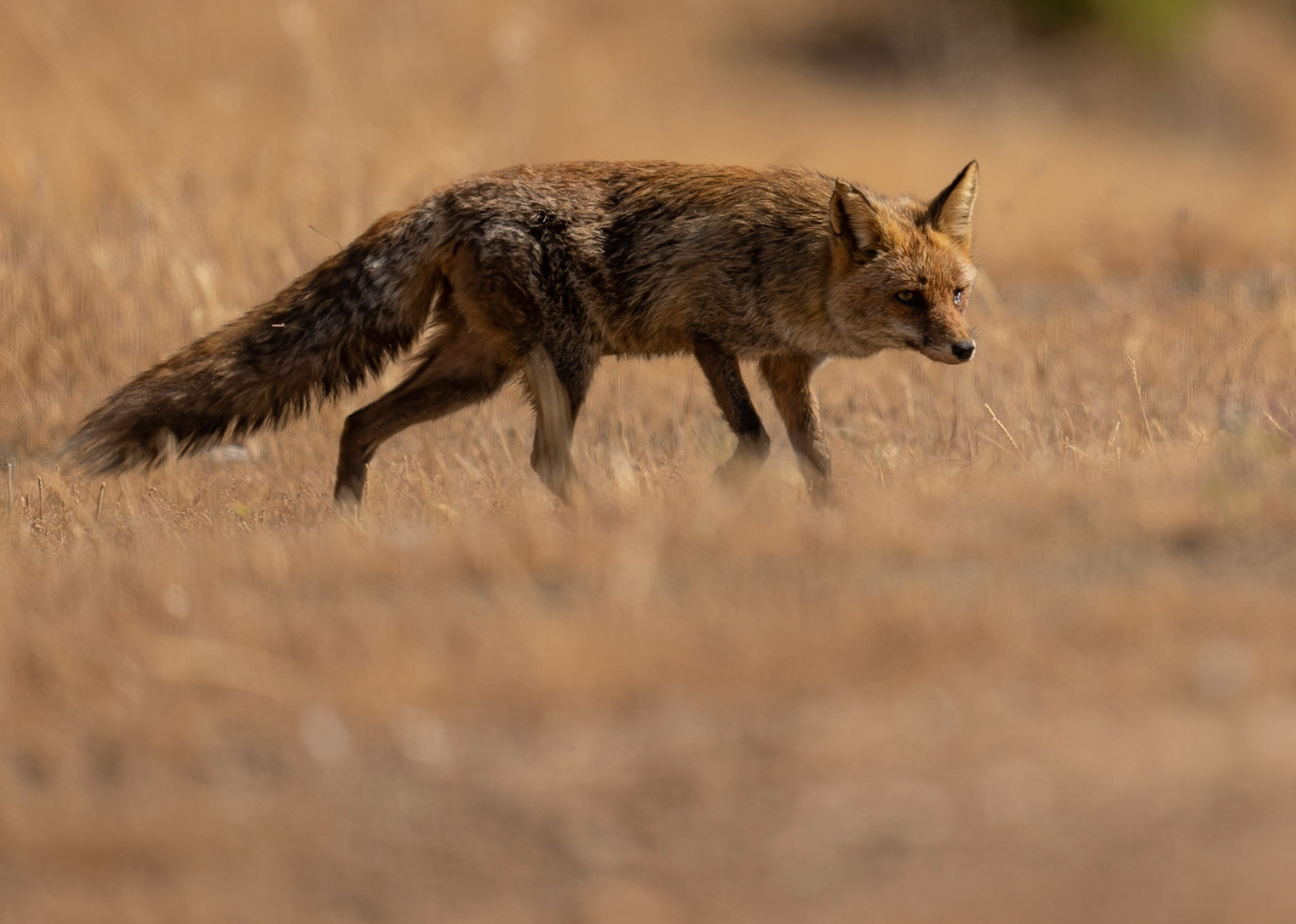 Red Fox, Adamuz, Andalucia, Spain. 31/05/22.