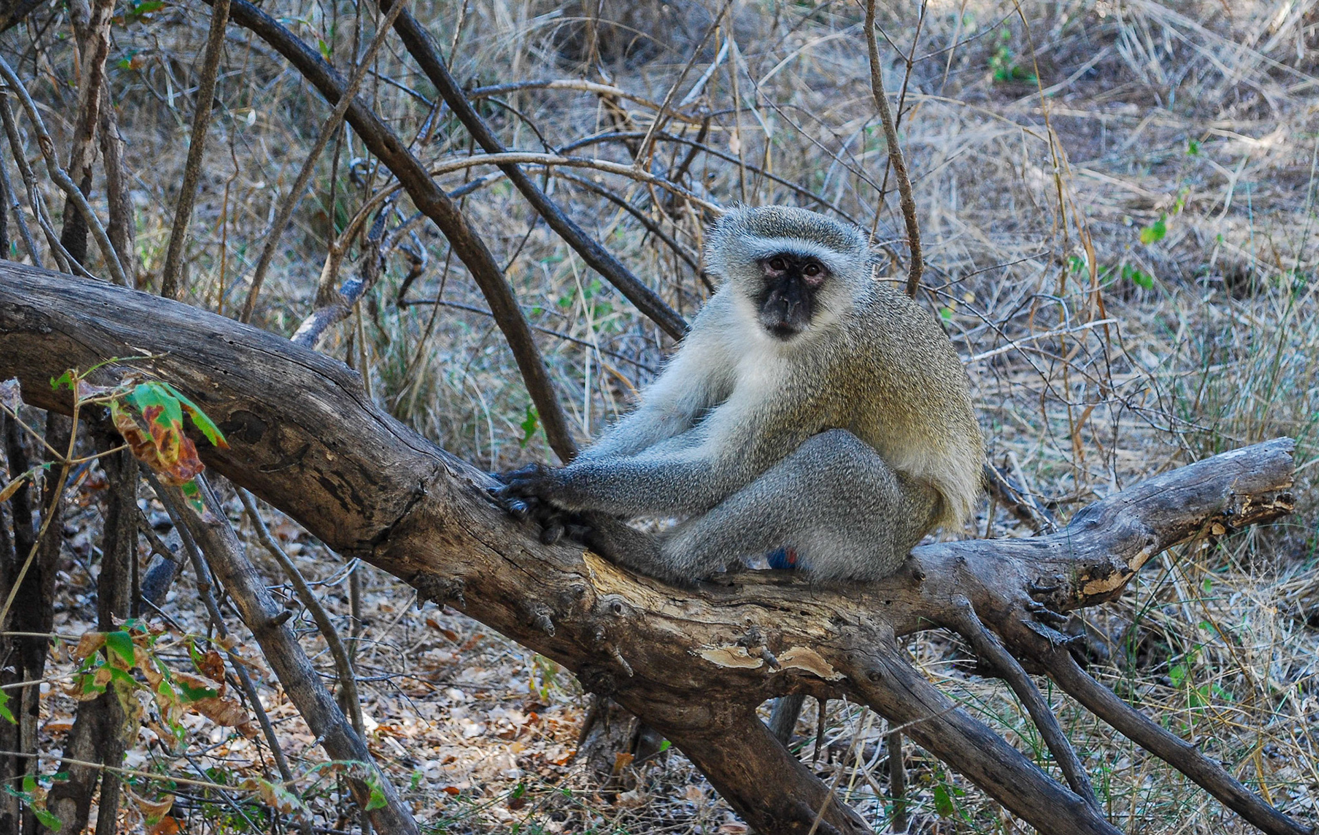 Vervet Monkey, Victoria Falls Zimbabwe 13/05/11