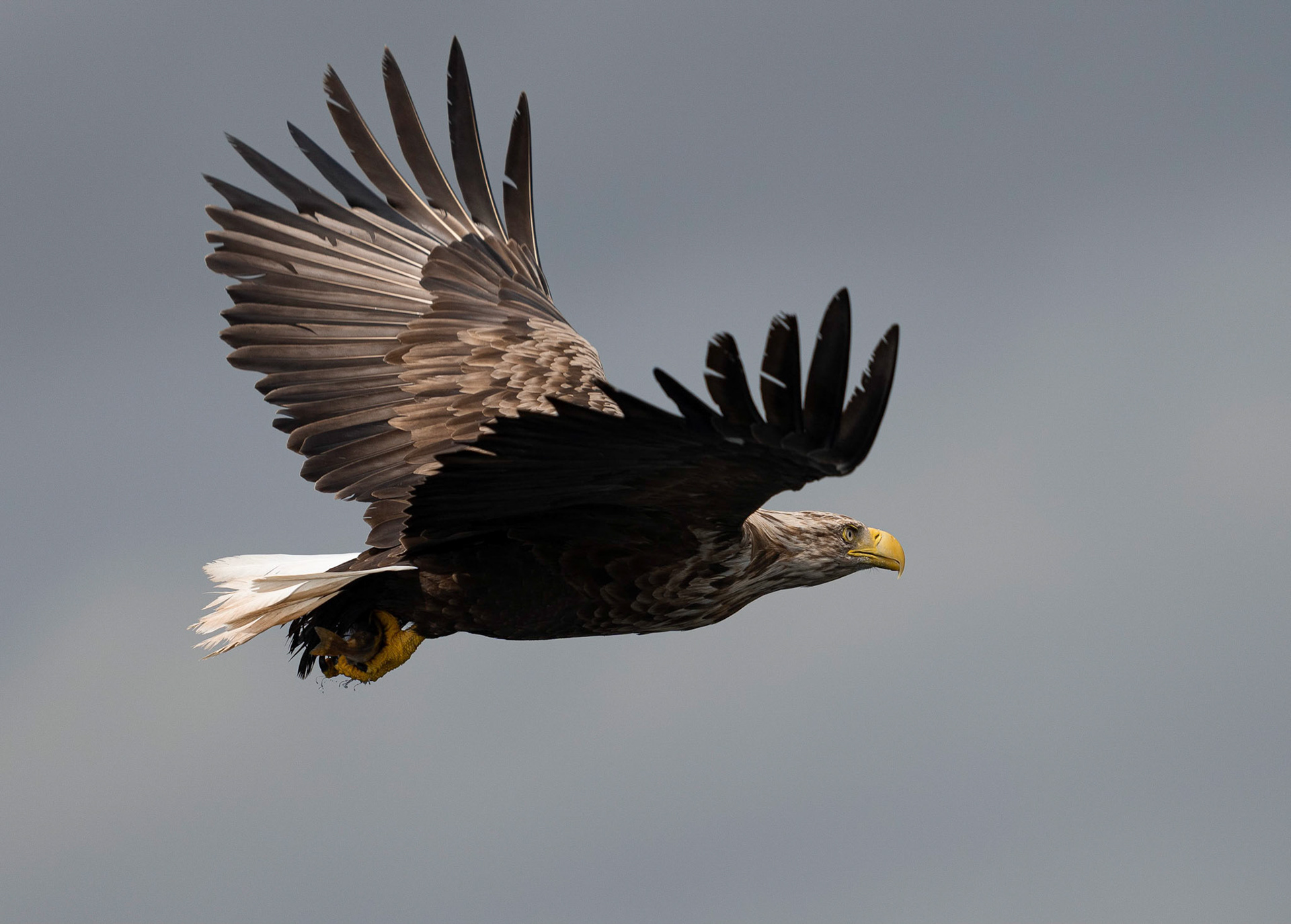 White-tailed Eagle, Loch Na Keal, Mull, Scotland. 05/08/21.