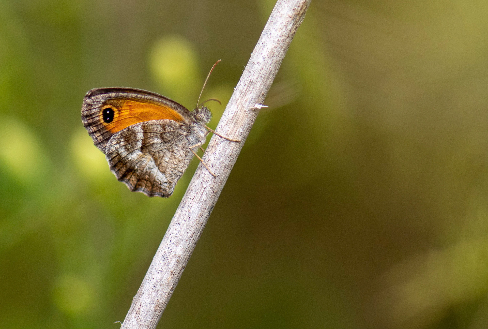Southern Gatekeeper, La Biar Spain 16/06/19