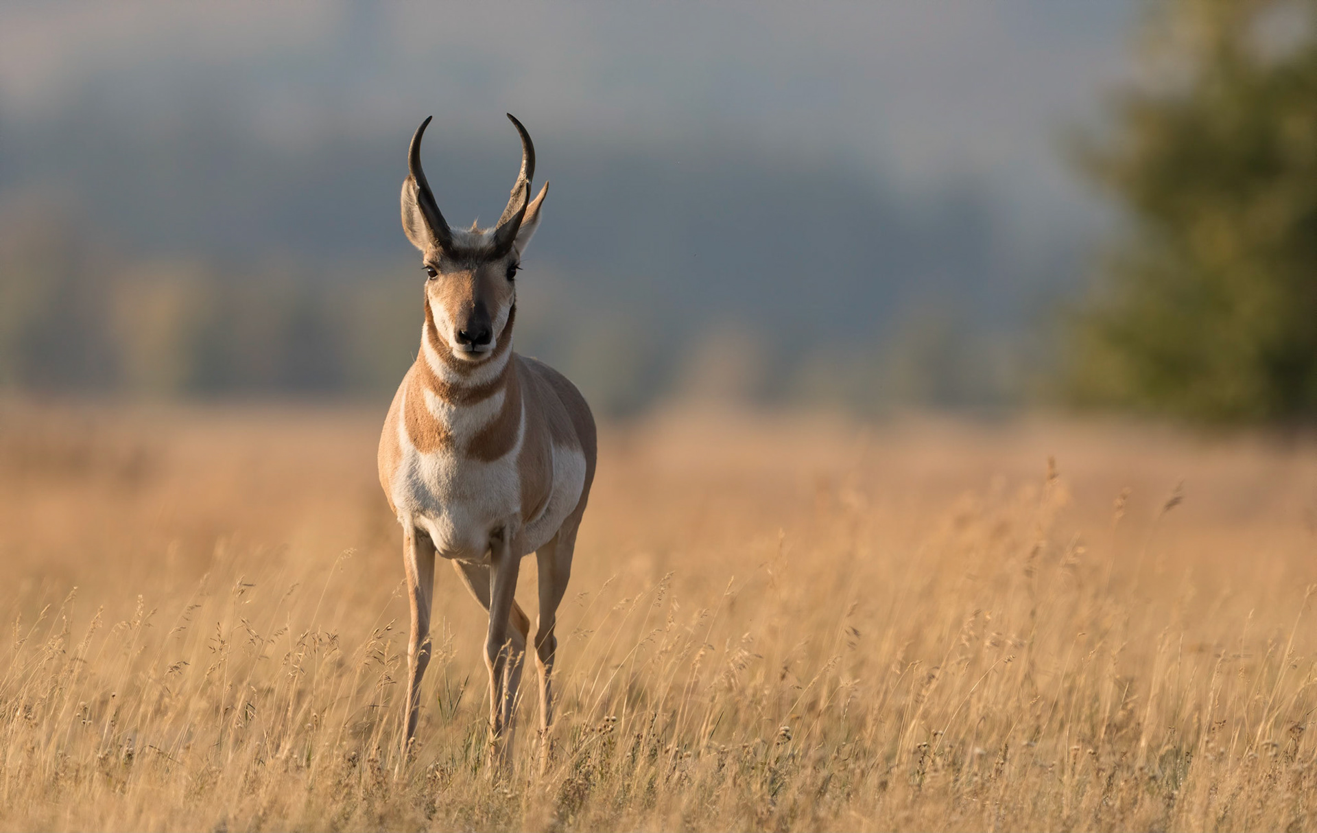 Male Pronghorn. Grand Teton NP. Wyoming 12/09/18
