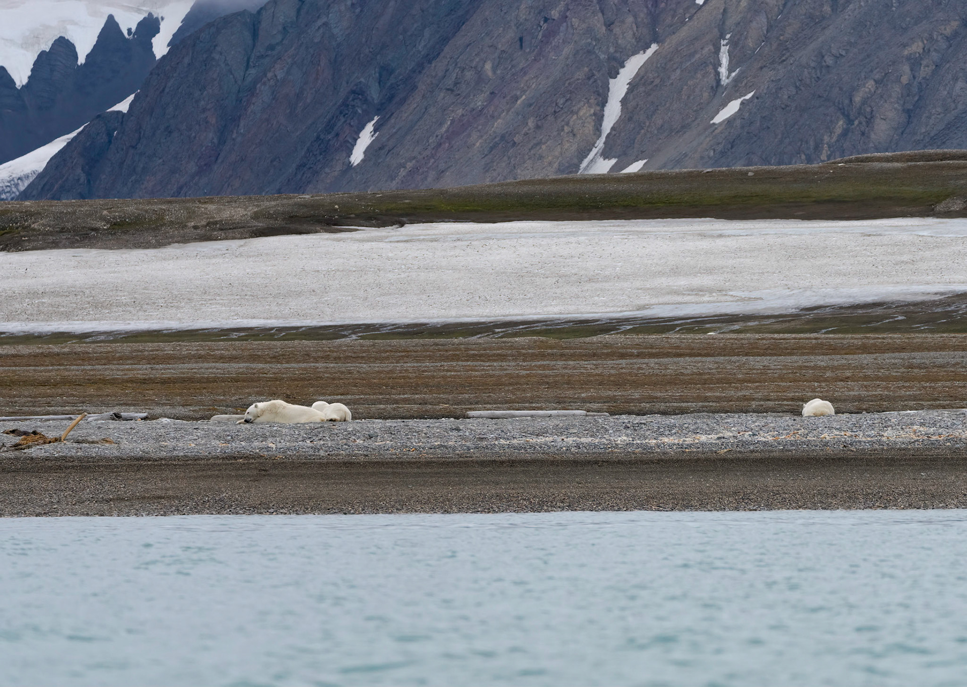 Female Polar Bear with 2 cubs, Lomfjorden shore, Svalbard. 04-08-2022.