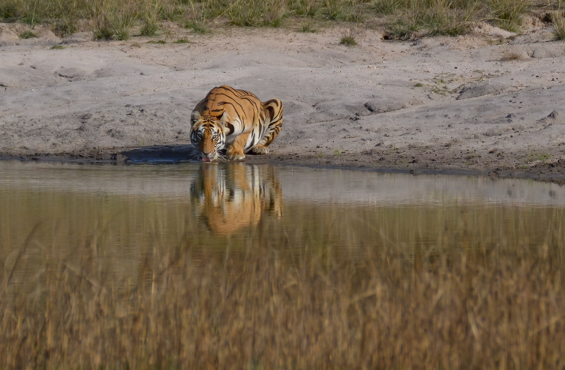 Tigress, Bandhavgarh, Madhya Pradesh India 18/03/14.