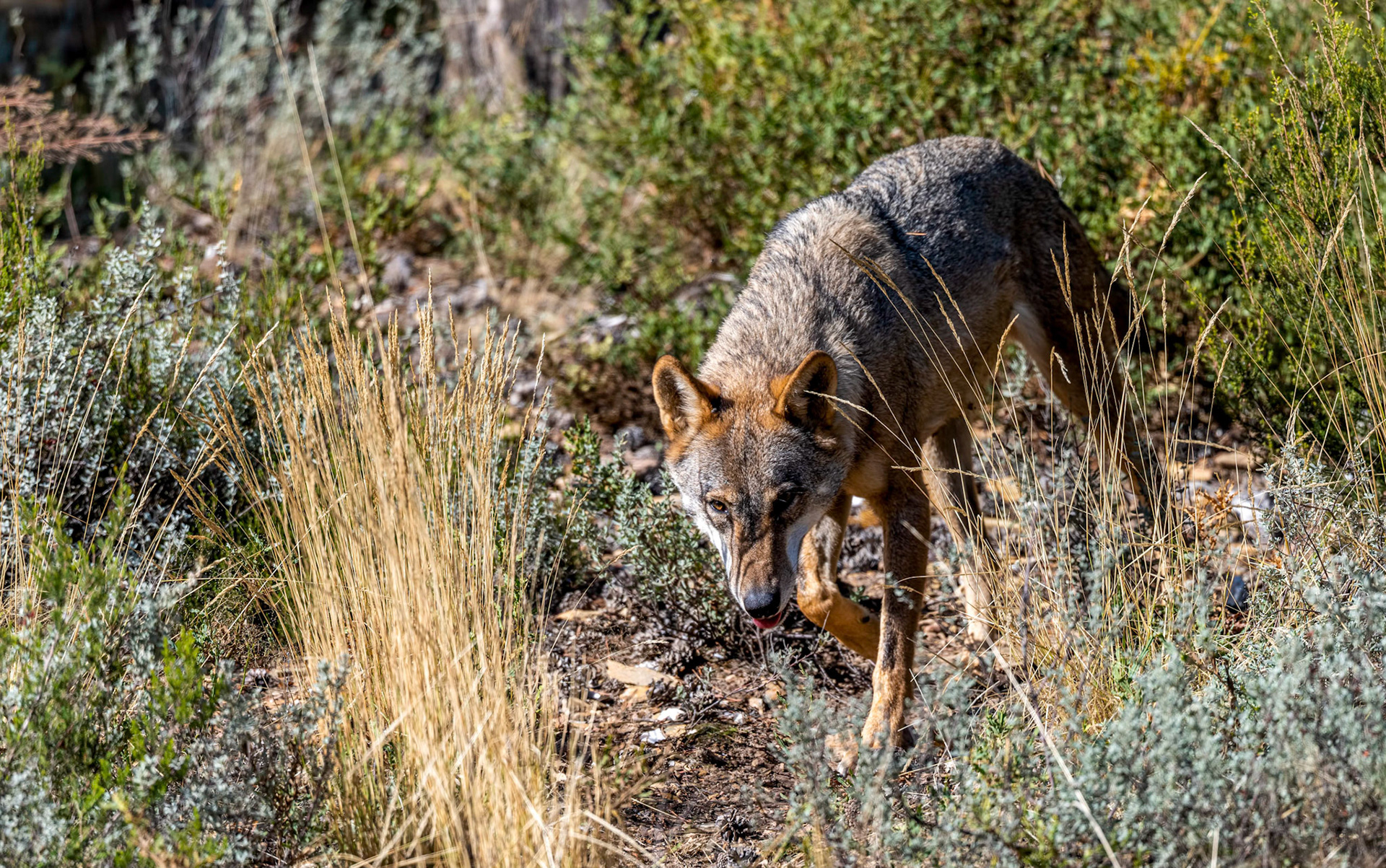 Iberian Wolf, Robledo Culebra Mnts Spain 27\09\19