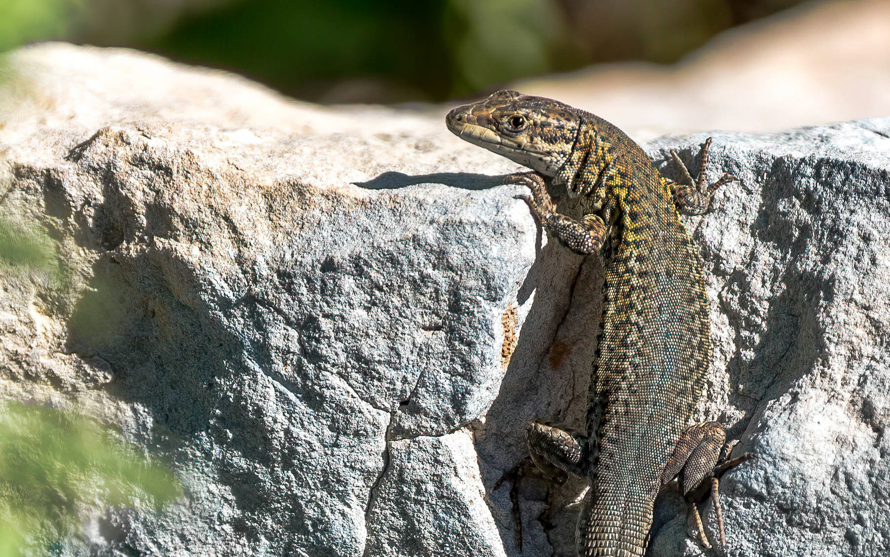 Iberian Wall lizard, La Biar Spain 07/03/16