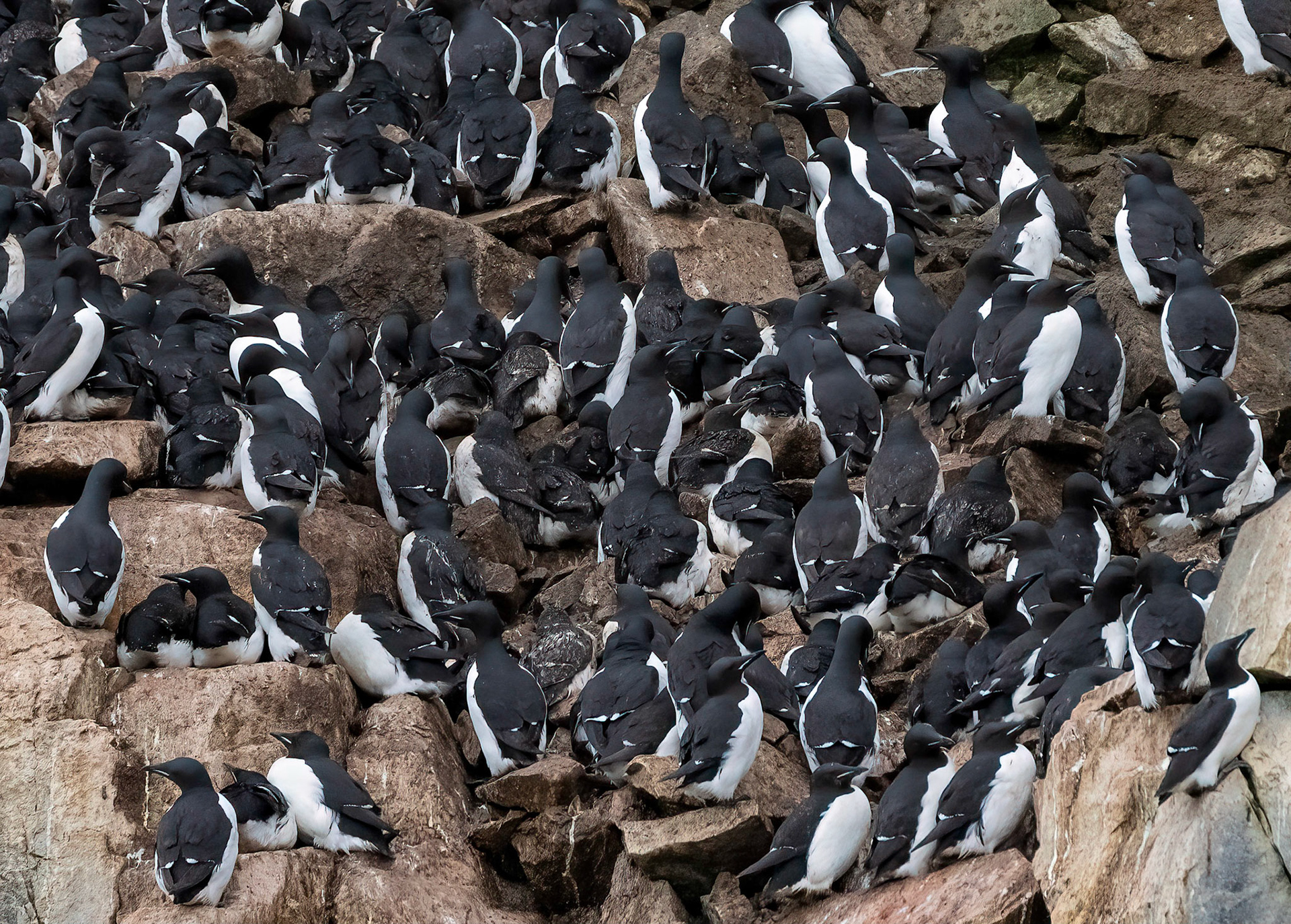 Brunnich's Guillemots, Alkefjellet cliffs, Hinlopen Strait, Svalbard. 04-08-2022.