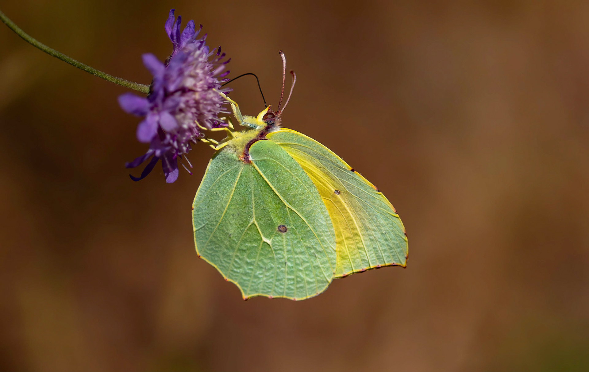 Male Cleopatra, La Biar, Spain 13/06/16