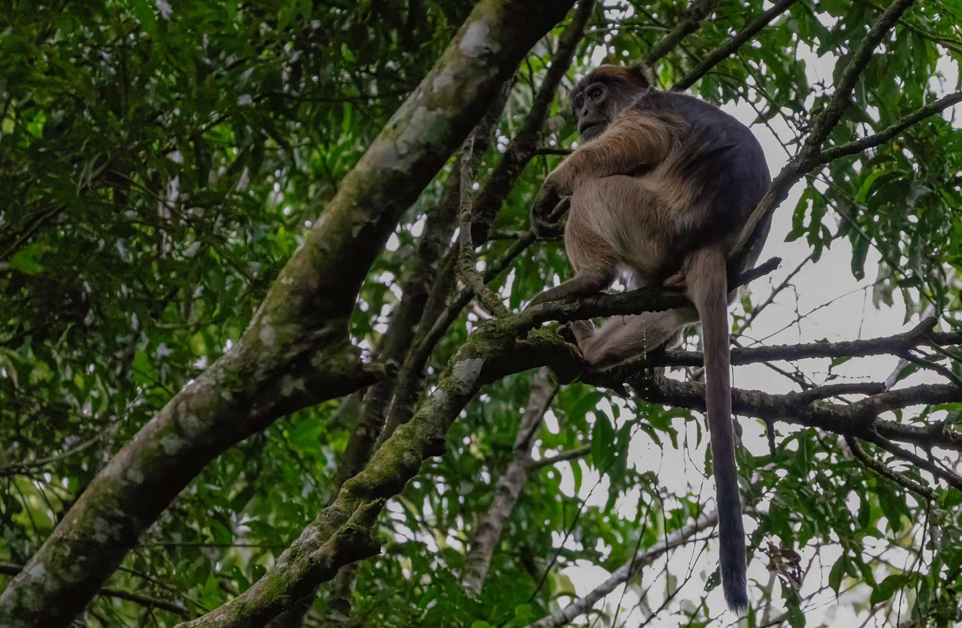 Red Colobus Monkey, Bigodi Swamp, Uganda. 03-08-23.