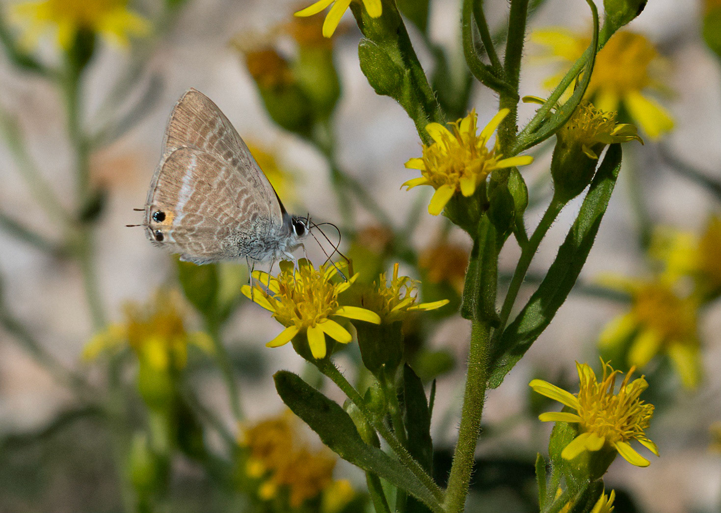 Long-tailed Blue, nectaring, La Biar, Valencia, Spain. 12/10/21.
