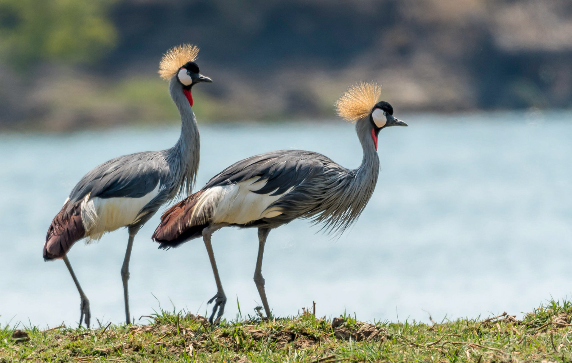 Grey Crowned Cranes, Mukambi Zambia 02/09/17
