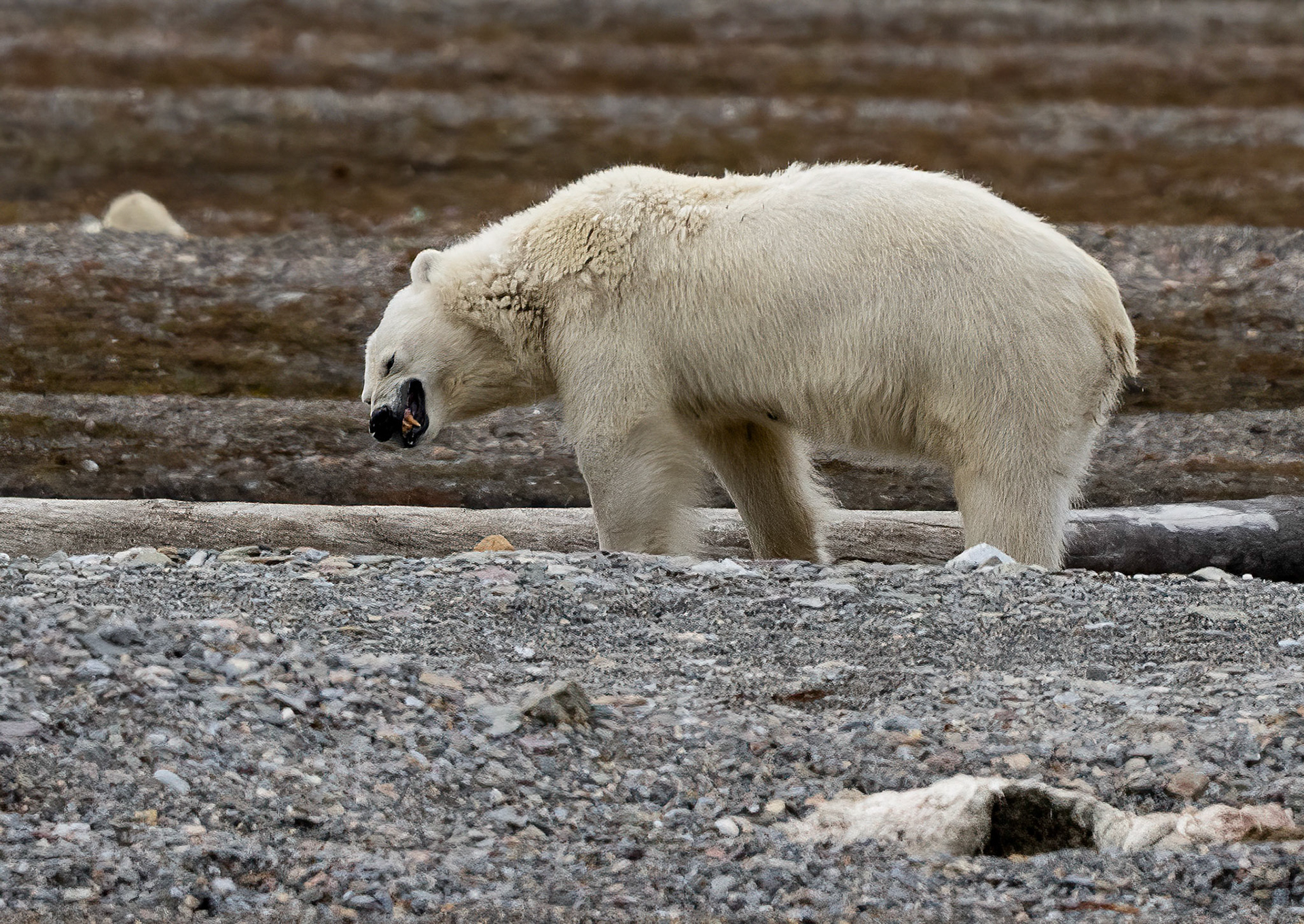 Female Polar Bear warning off male bear (in background). Lomfjorden shore, Svalbard. 04-08-2022.
