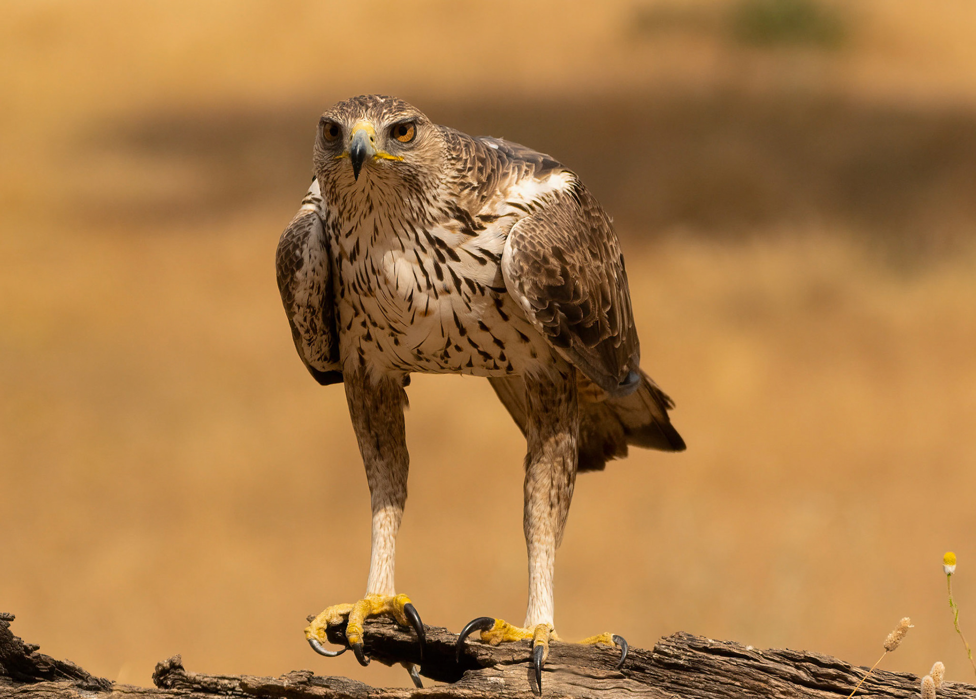 Bonelli's Eagle, Adamuz, Andalucia, Spain. 30/05/22.