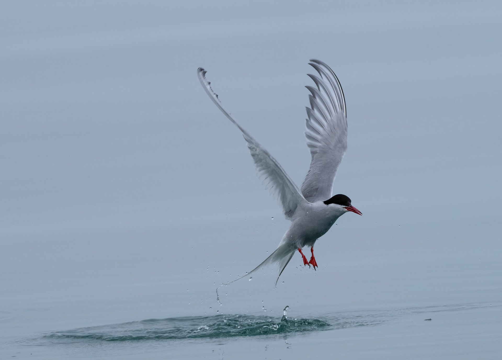 Arctic Tern gets crustacean washed out with Vegafonna meltwater.