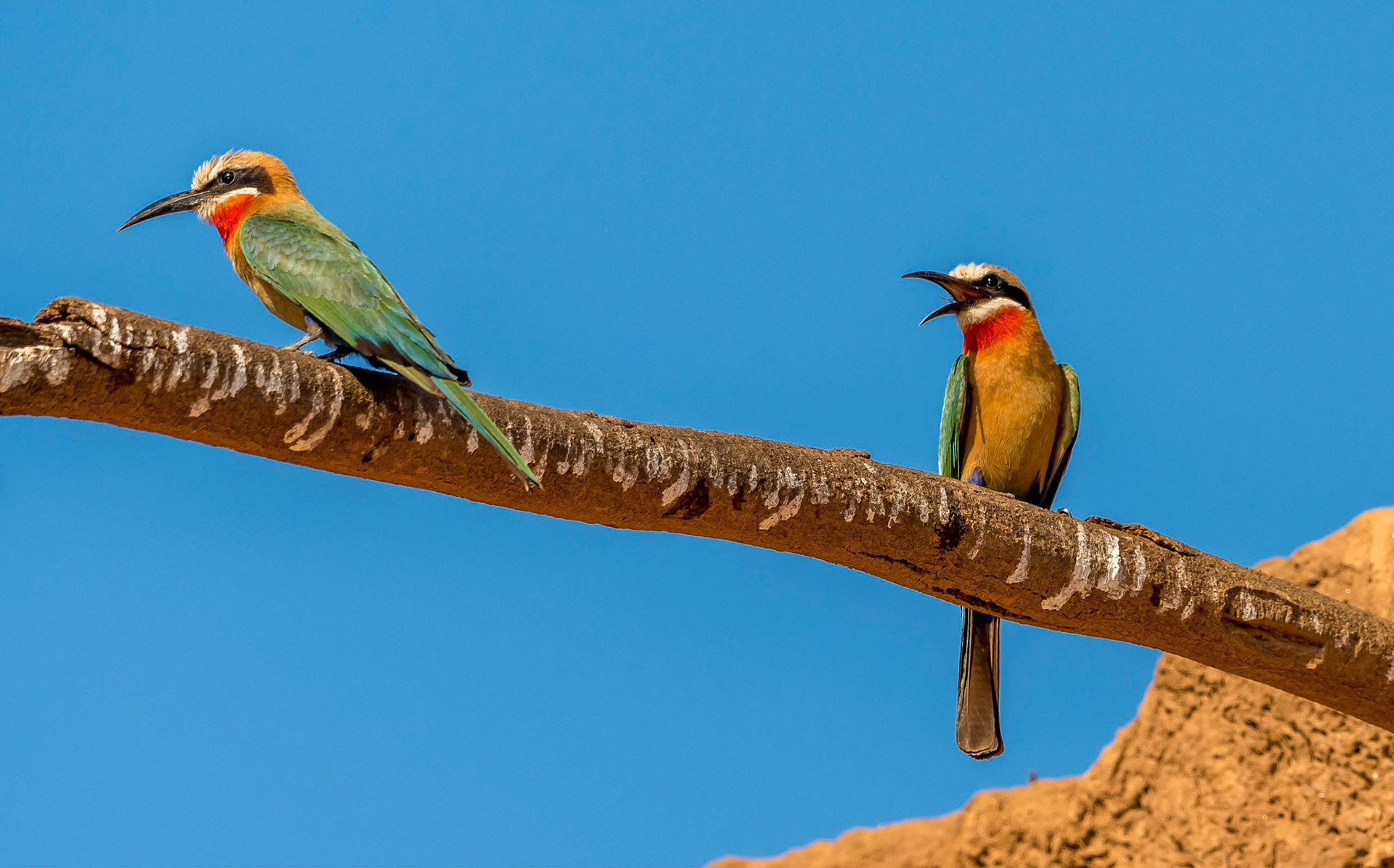 White-fronted Bee-eaters, Chongwe Zambia 06/09/17