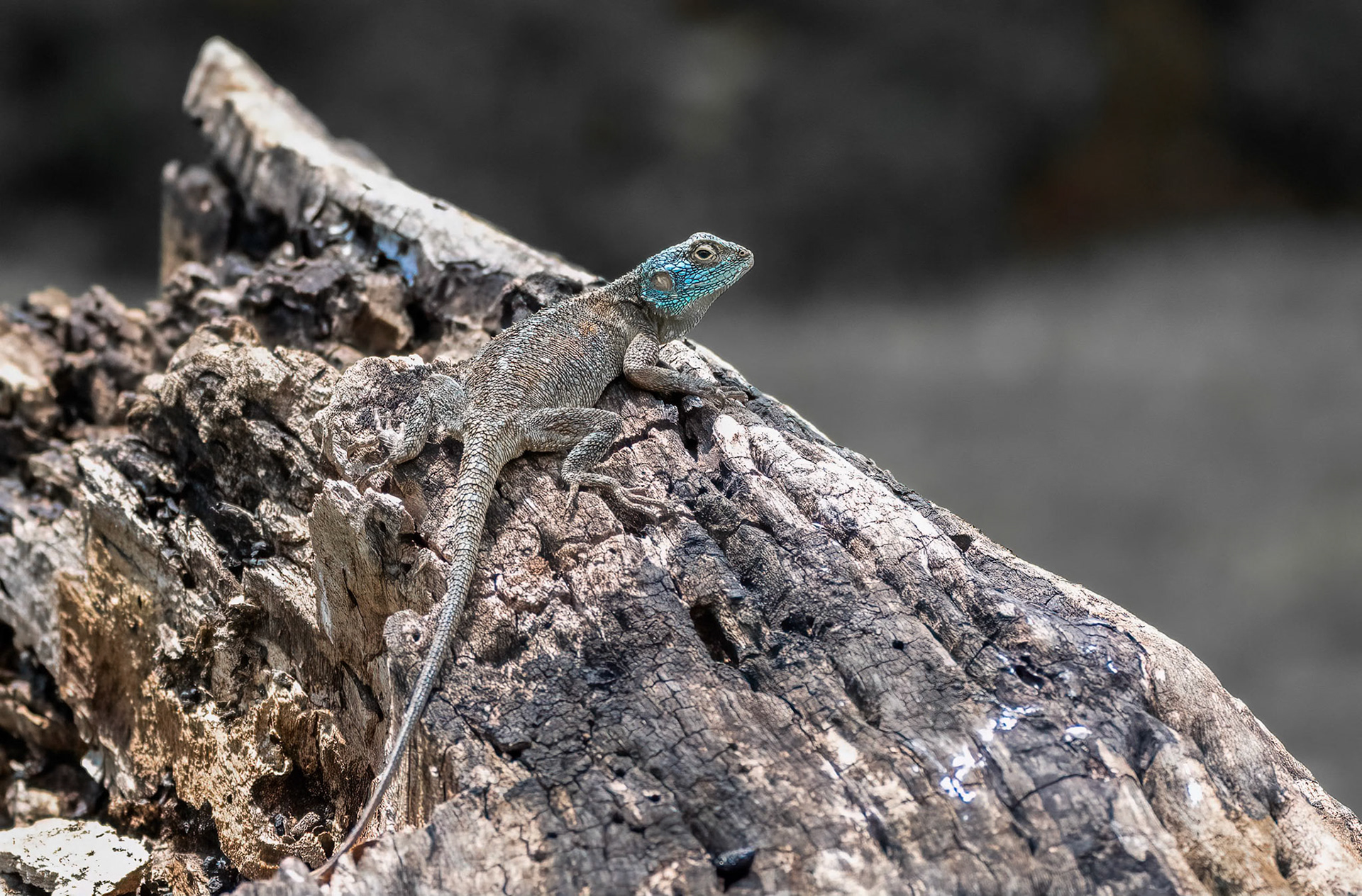 Blue-throated Agama, Chimpanzee Forest Lodge near Kibale, Uganda. 03-08-23.