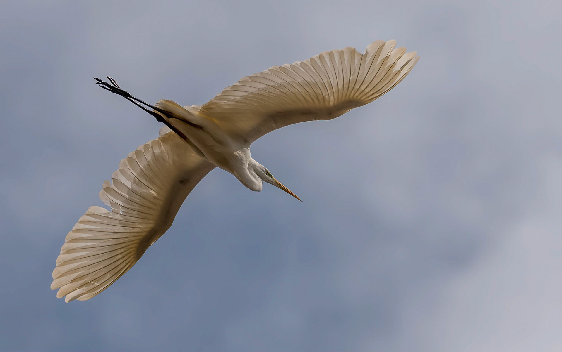 Great White Egret, Pego Marsh, Spain 09/03/18