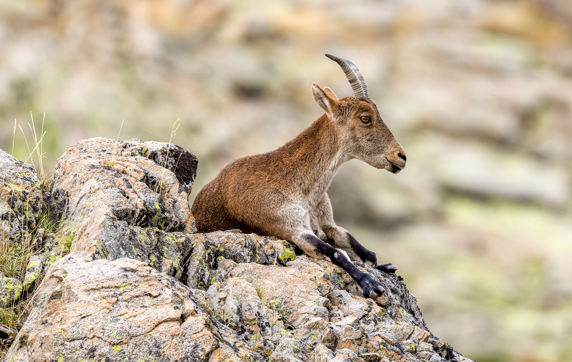 Spanish Ibex, Gredos Mtns Spain 24/09/19