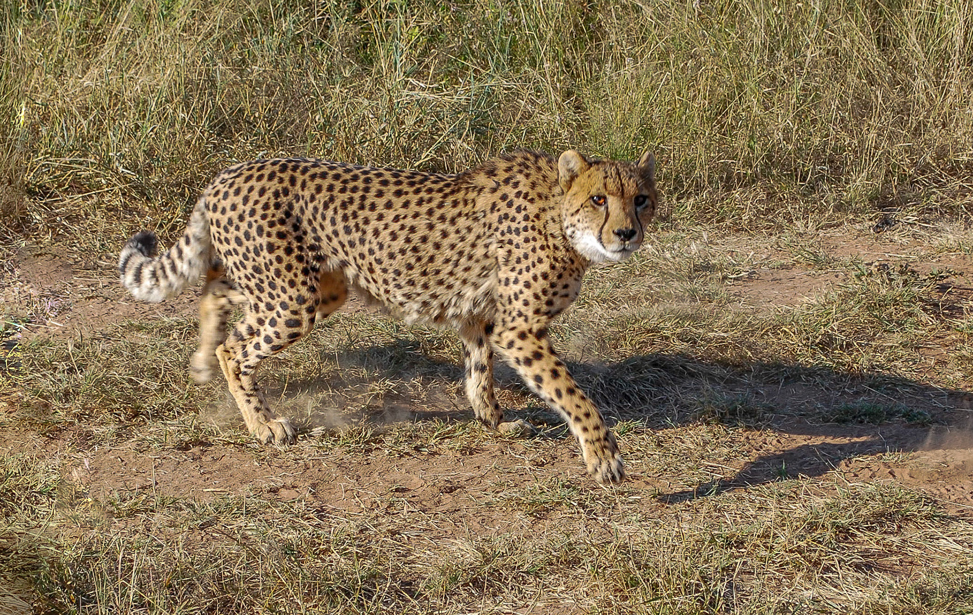 Cheetah, Okonjima Namibia 19/04/09