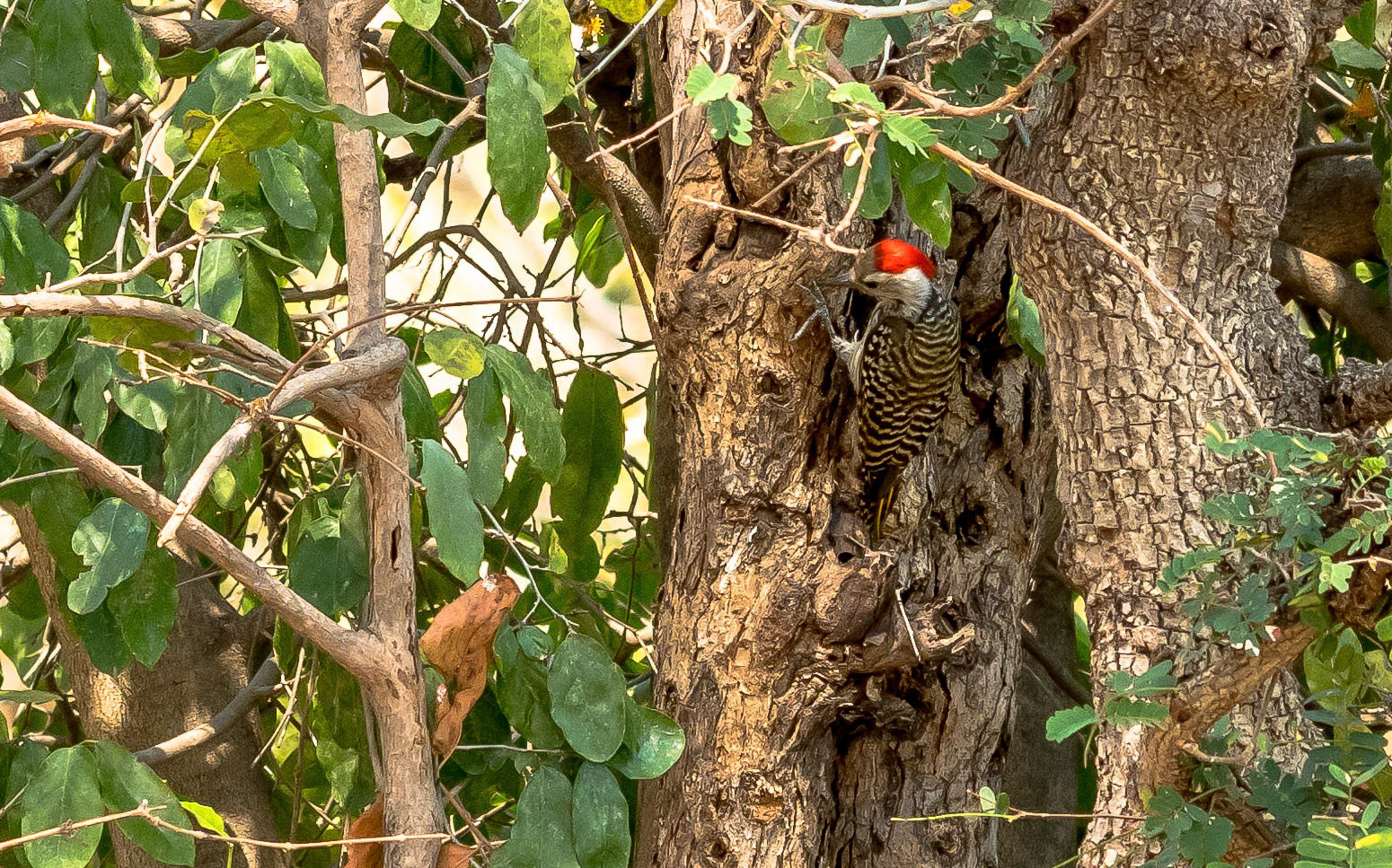 Cardinal Woodpecker, Kafunta Zambia 09/09/17