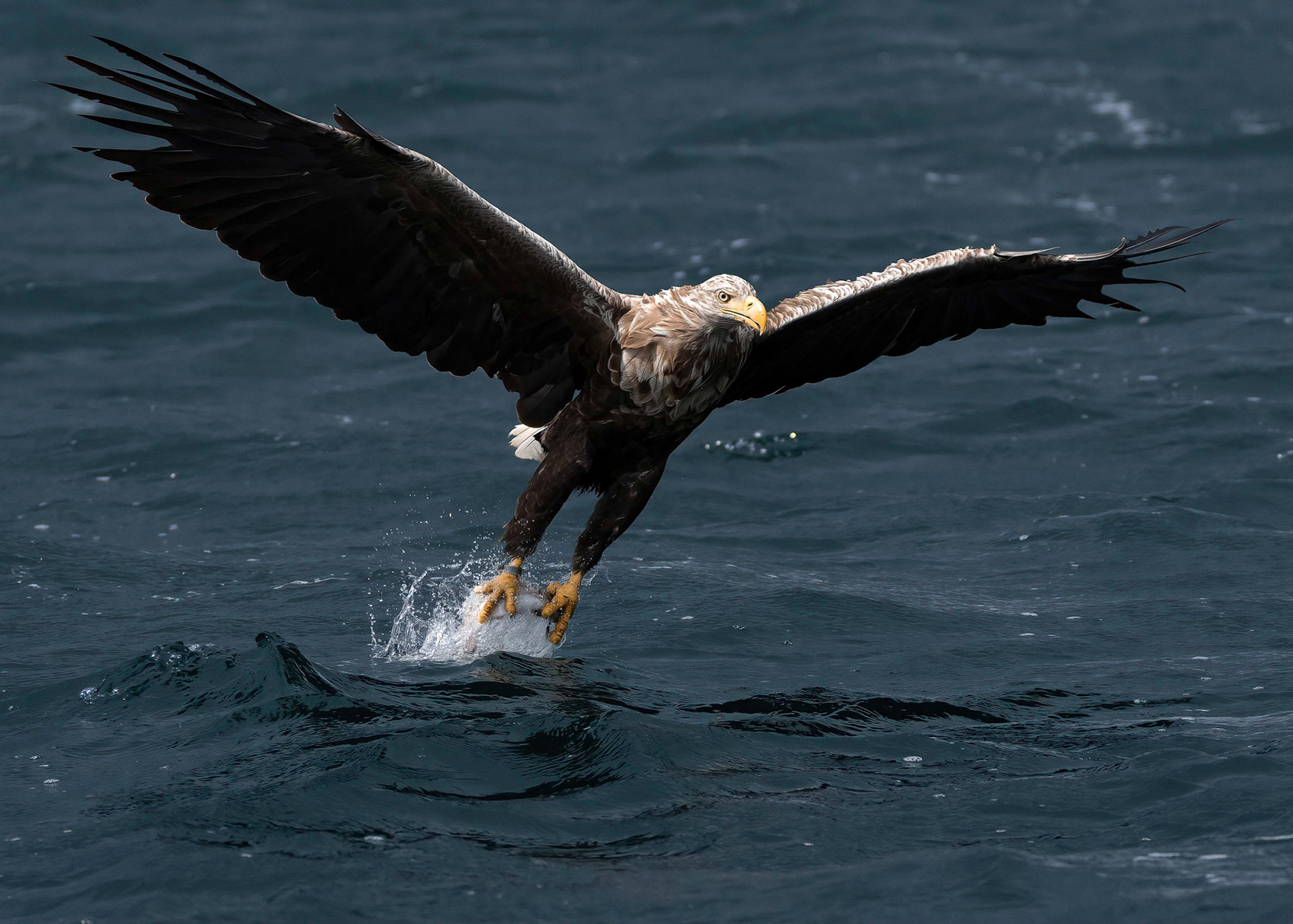 White-tailed Eagle, Loch Na Keal, Mull, Scotland. 05/08/21.