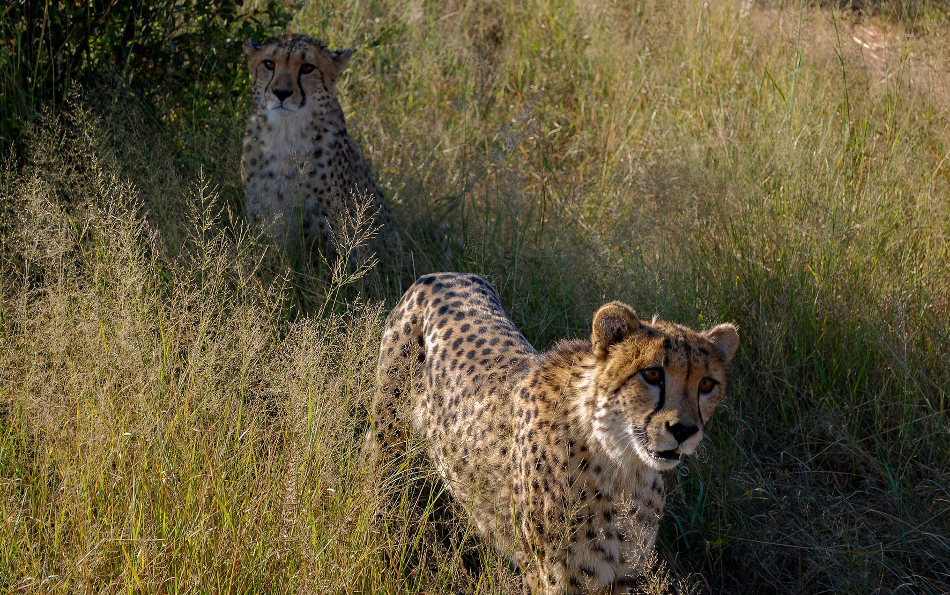 Cheetah, Okonjima Namibia 19/04/09