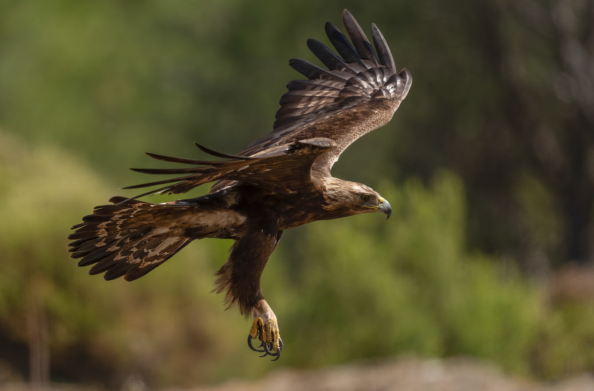 Golden Eagle, Adamuz, Andalucia, Spain. 29-05-23.