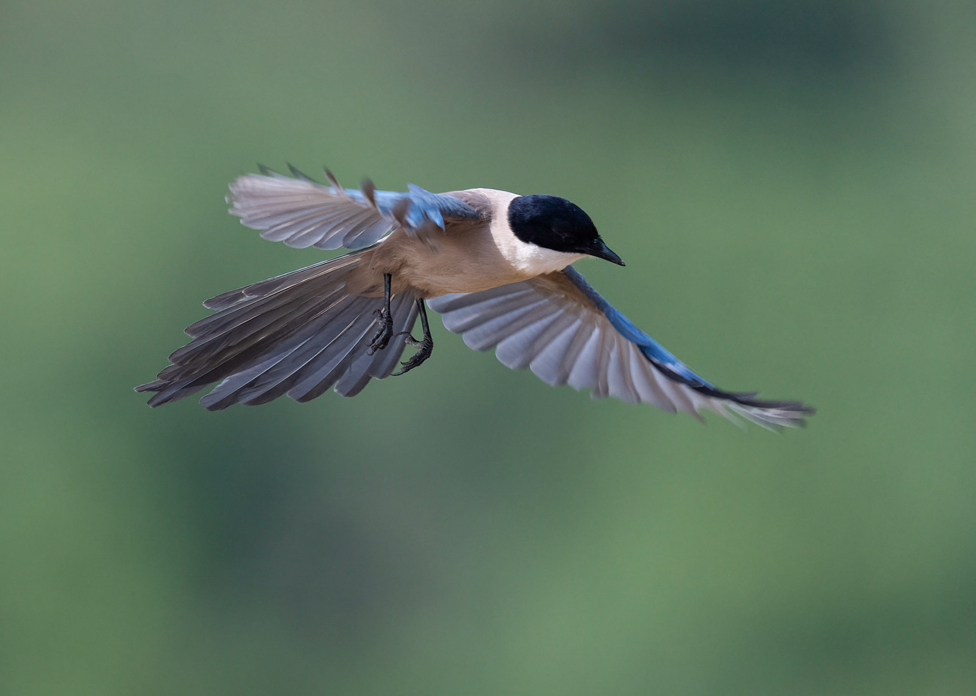 Azure-winged Magpie, Adamuz,Andulucia, Spain. 30/05/22.