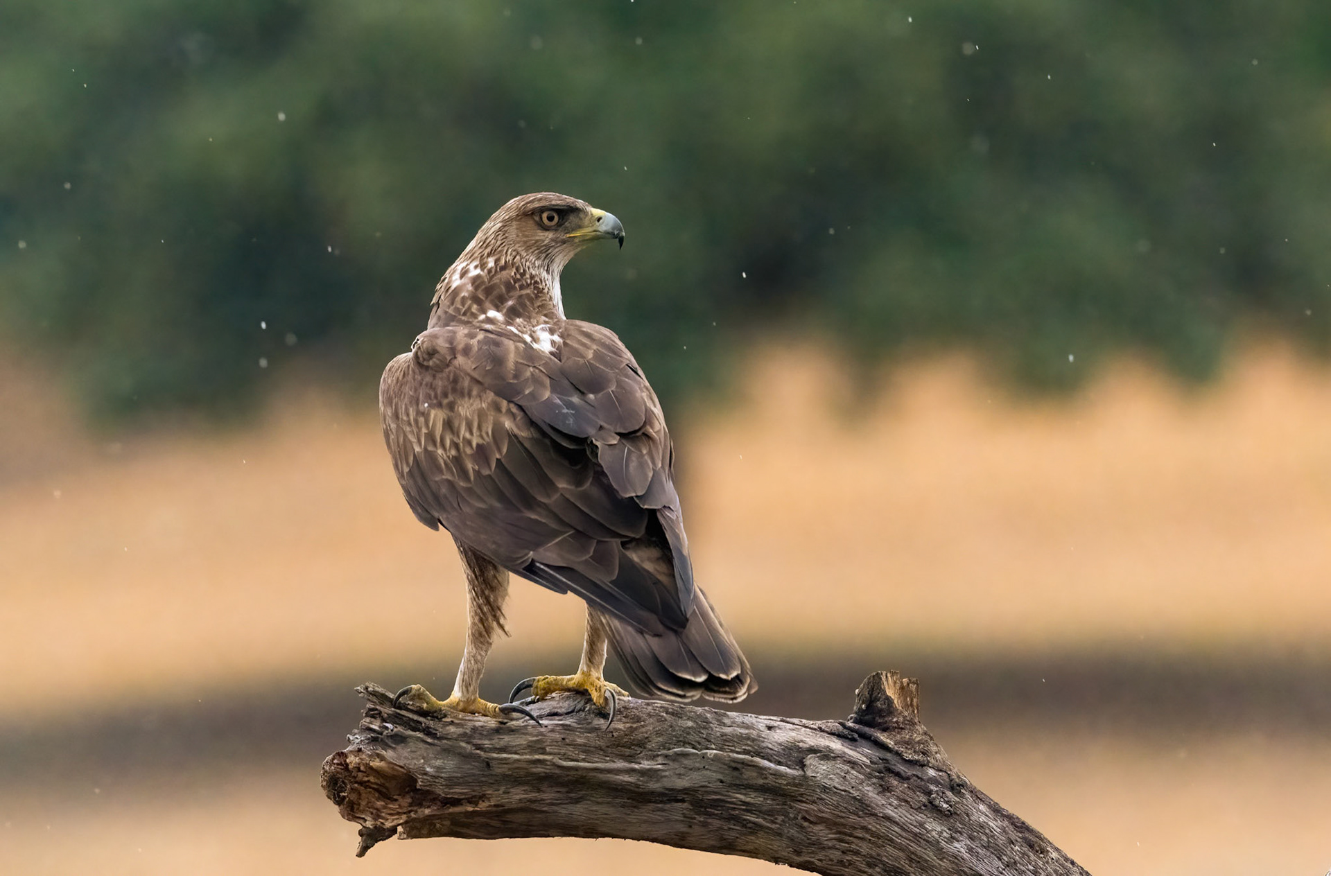 Bonelli's Eagle in the rain, Adamuz Andalucia Spain. 28-05-23.