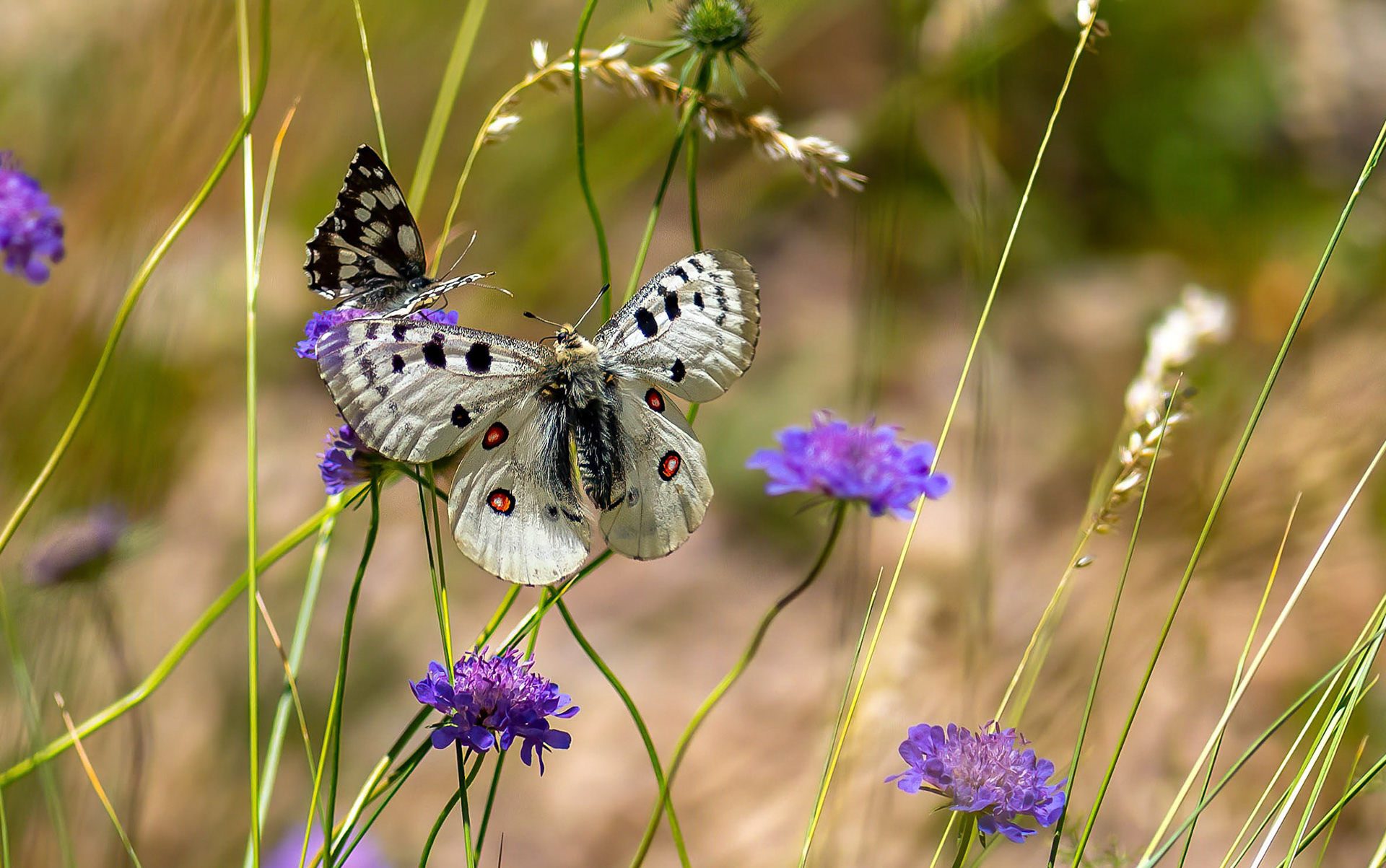 Apollo + Marbled White, Cantabrian Mtns., Spain 20/07/16