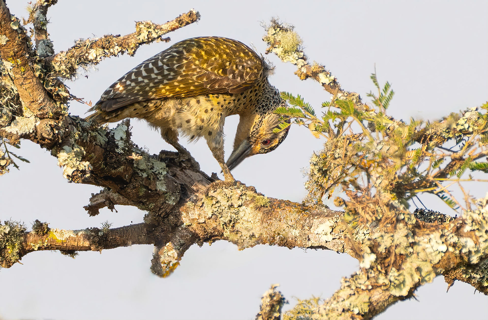 Nubian Woodpecker, Lake Mburo, Uganda. 06-08-23.