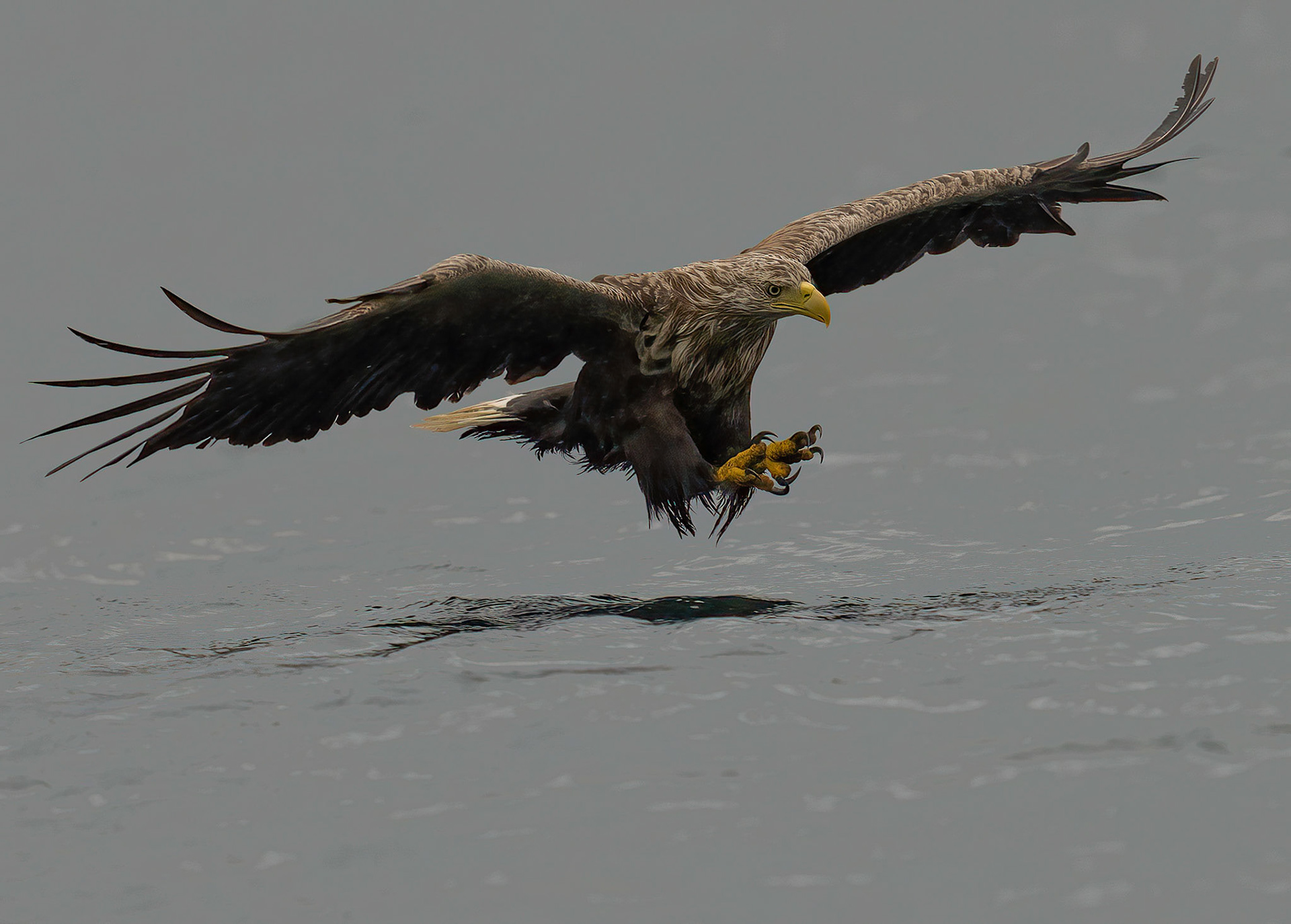 White-tailed Eagle, Loch Na Keal, Mull, Scotland. 05/08/21.