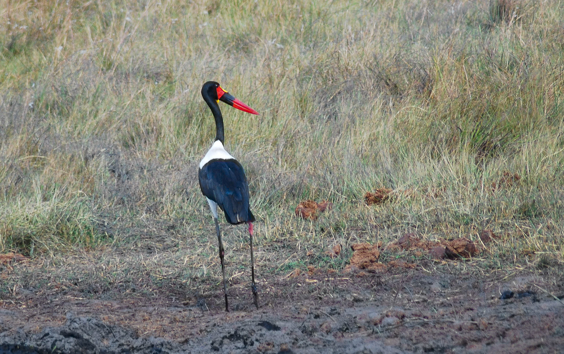 Saddle-billed Stork, Mazambala Caprivi Namibia 15/05/11